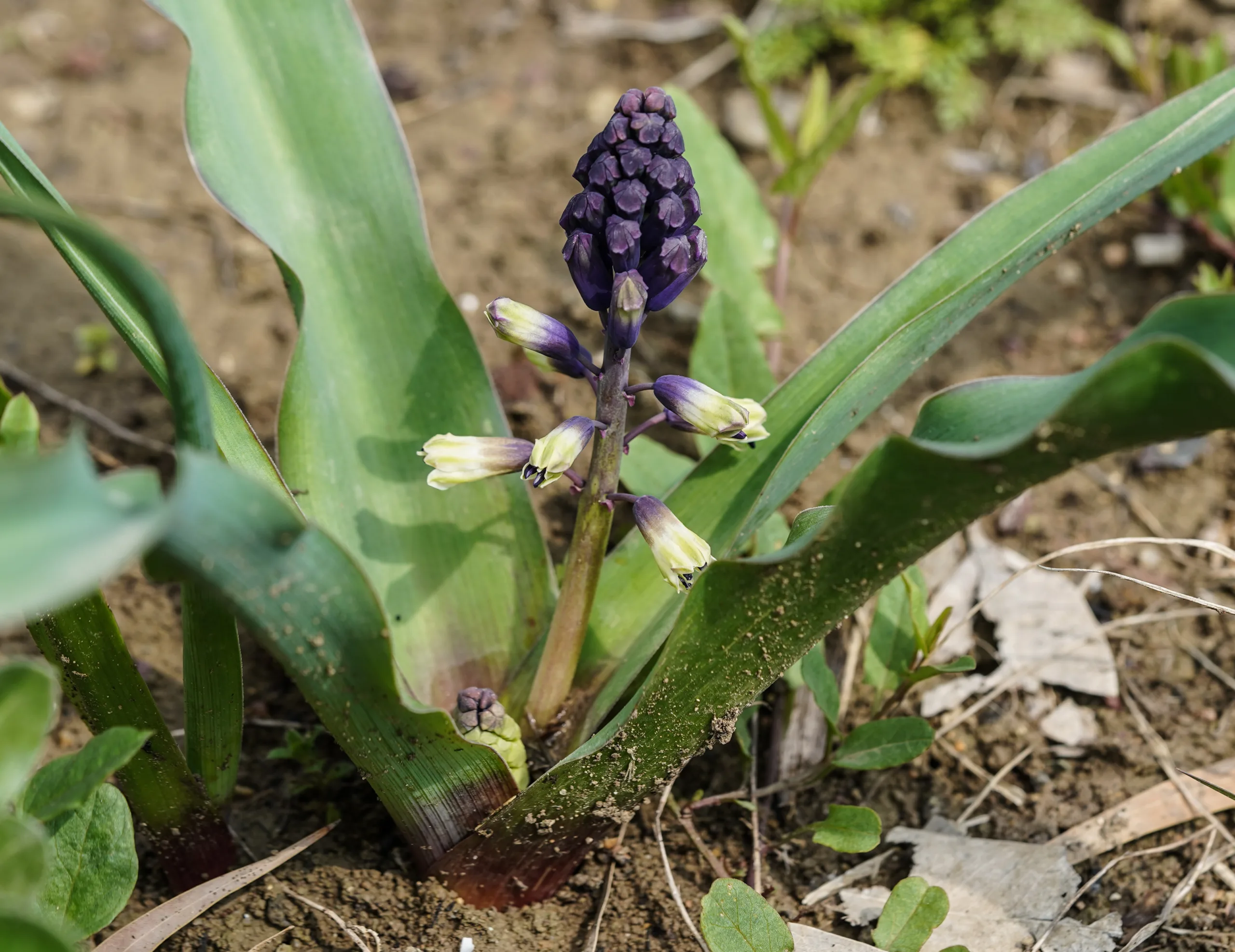 Bellevalia (Kırsümbülü)