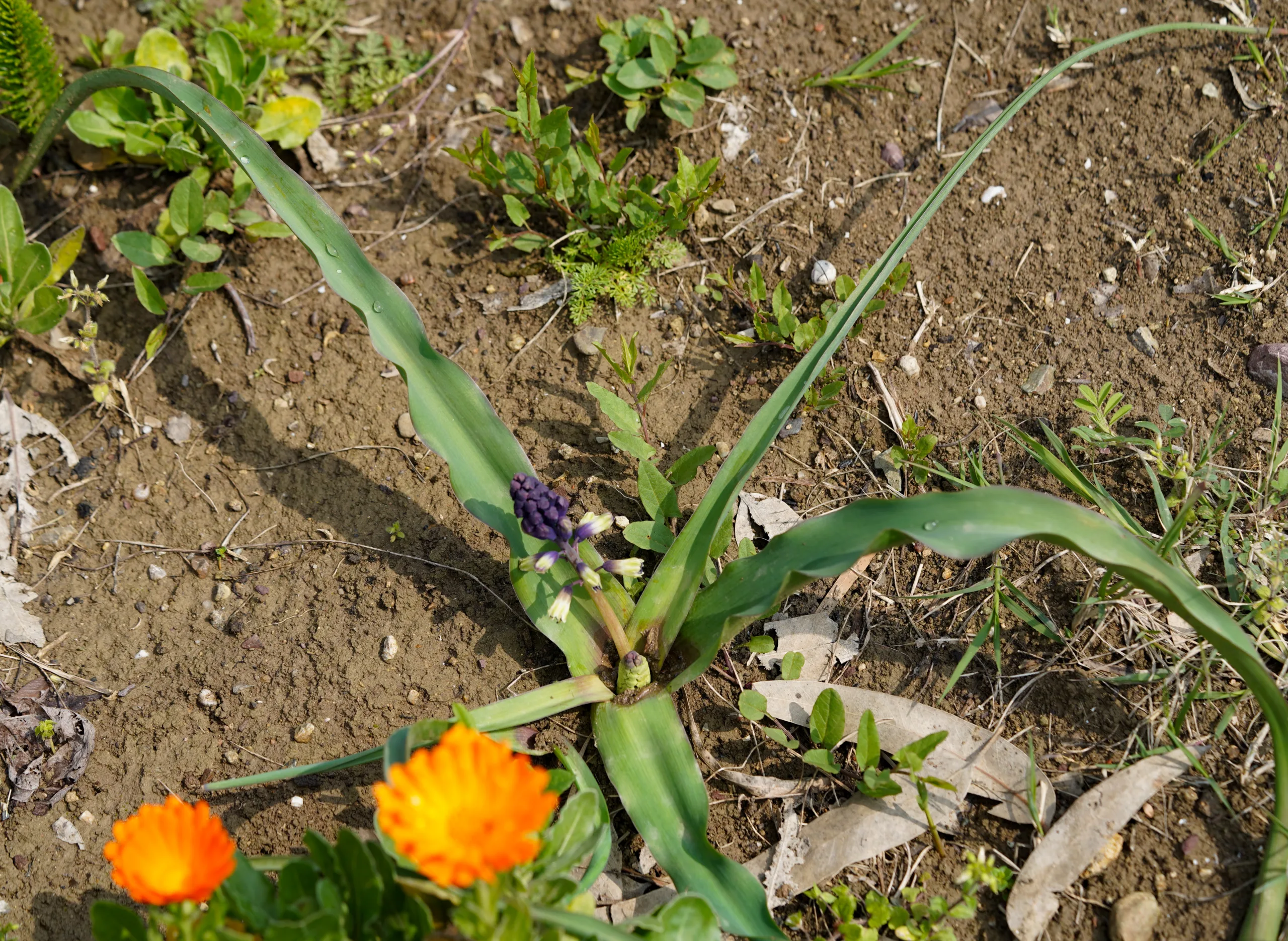 Bellevalia trifoliata