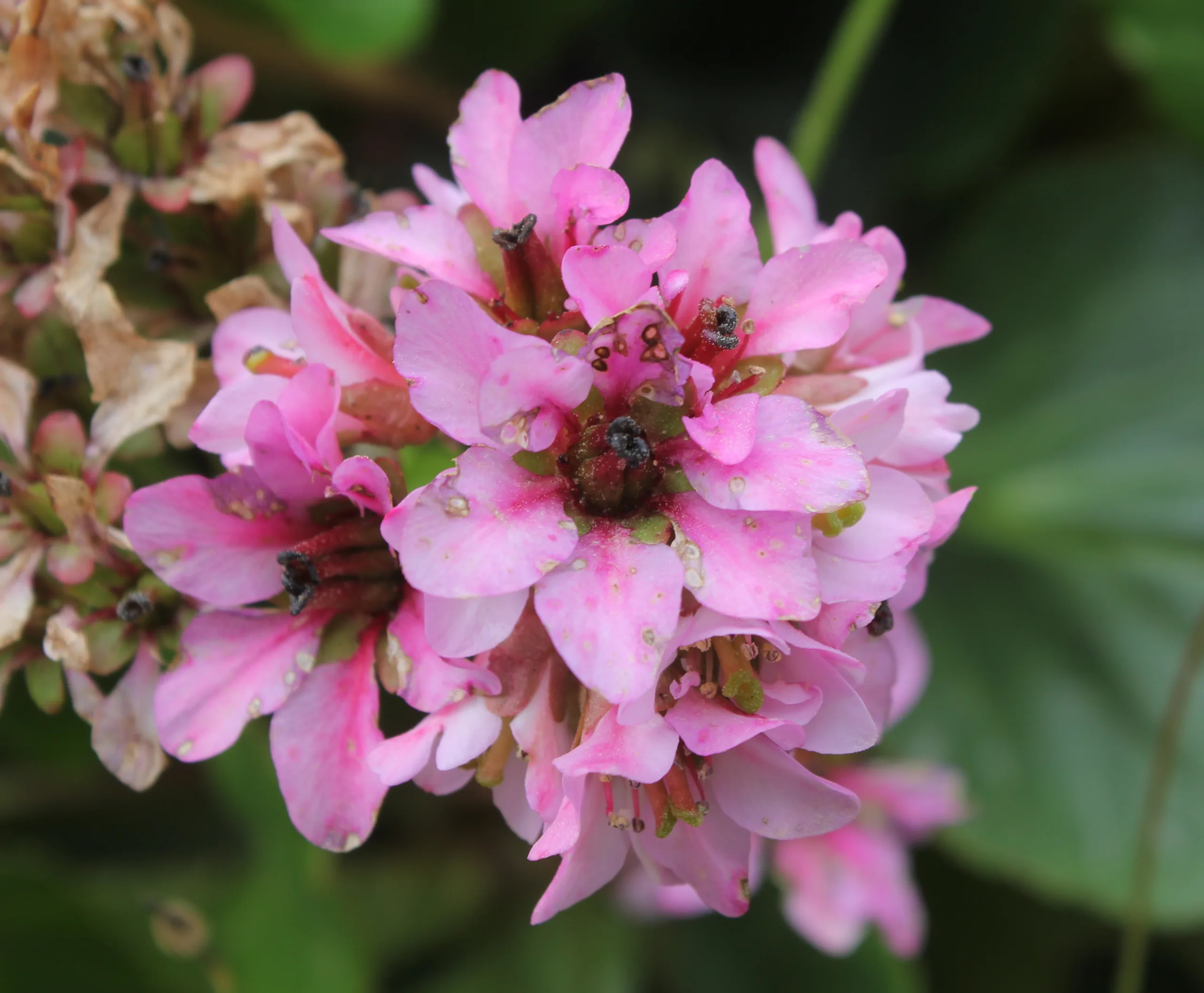 Bergenia crassifolia