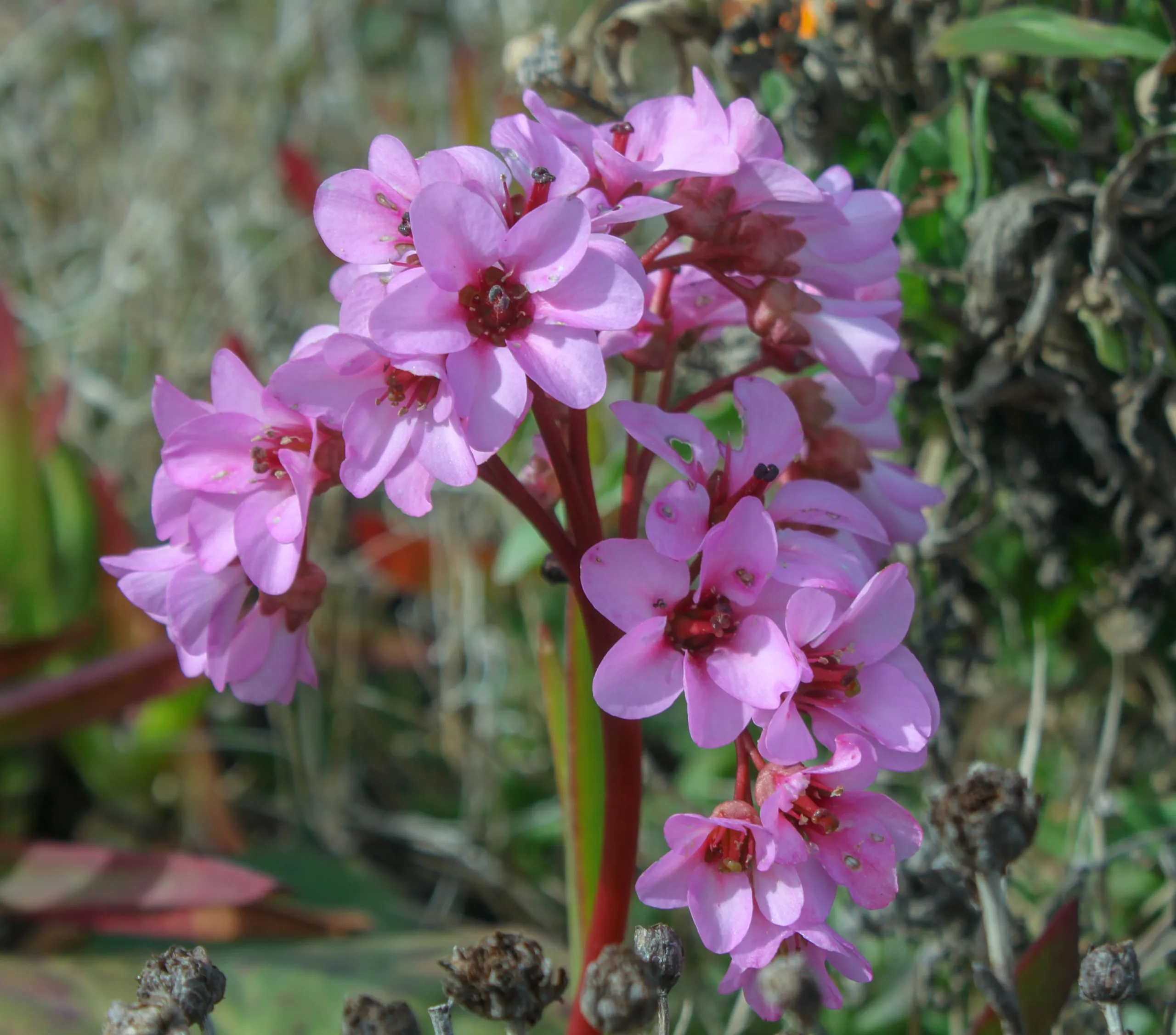 Bergenia crassifolia