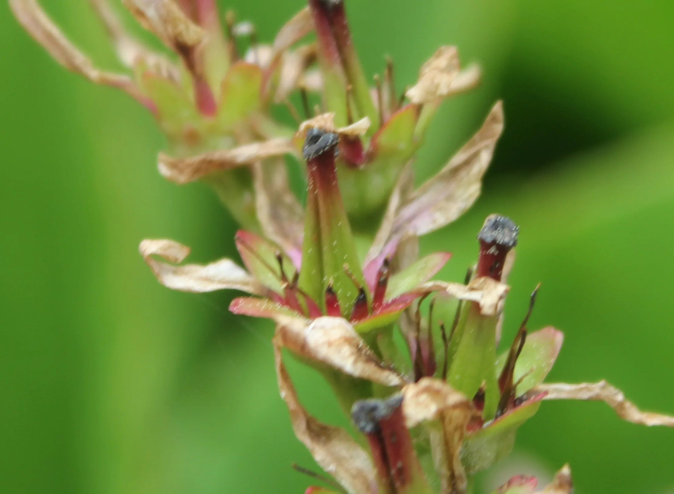 Bergenia crassifolia
