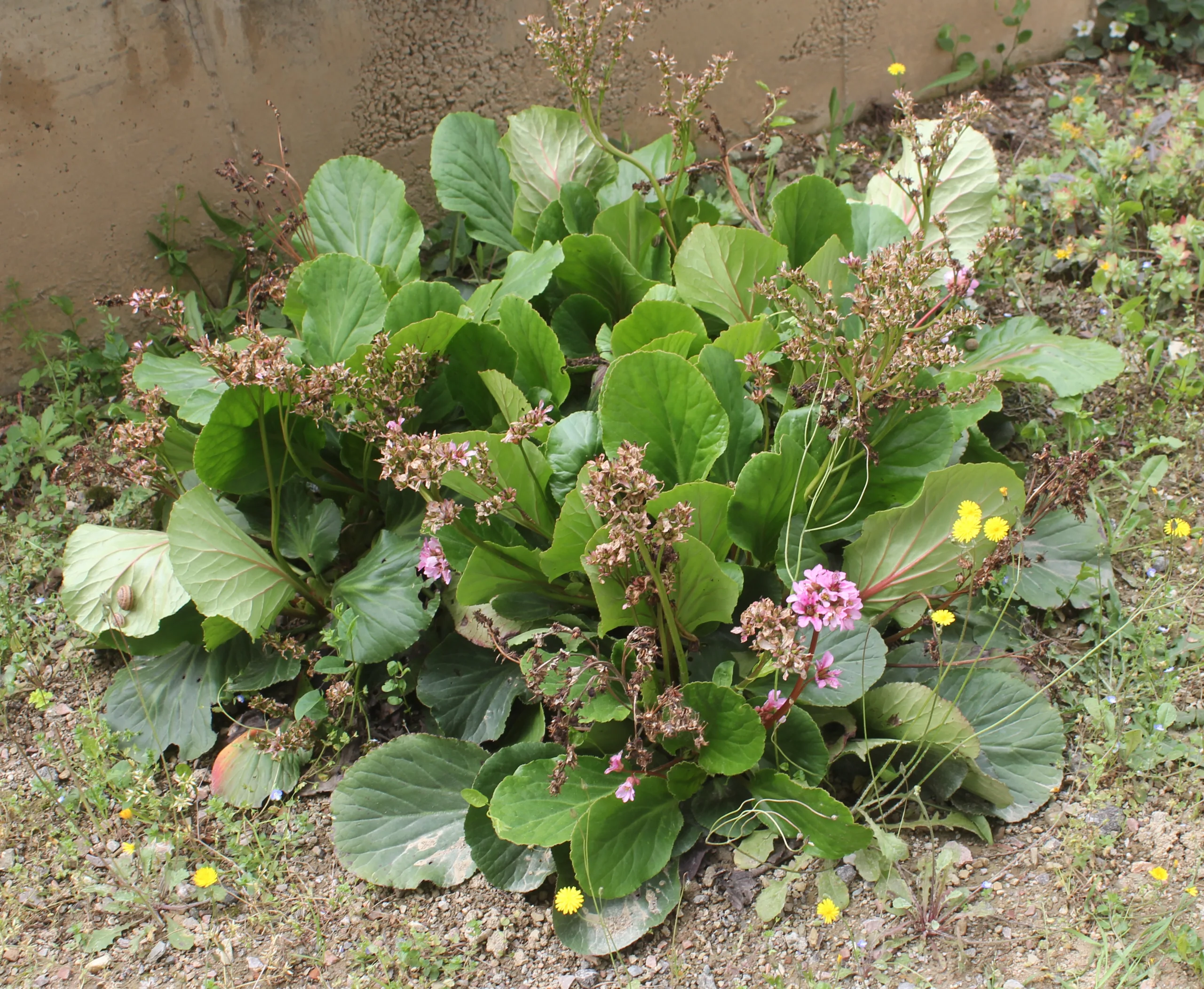 Bergenia crassifolia