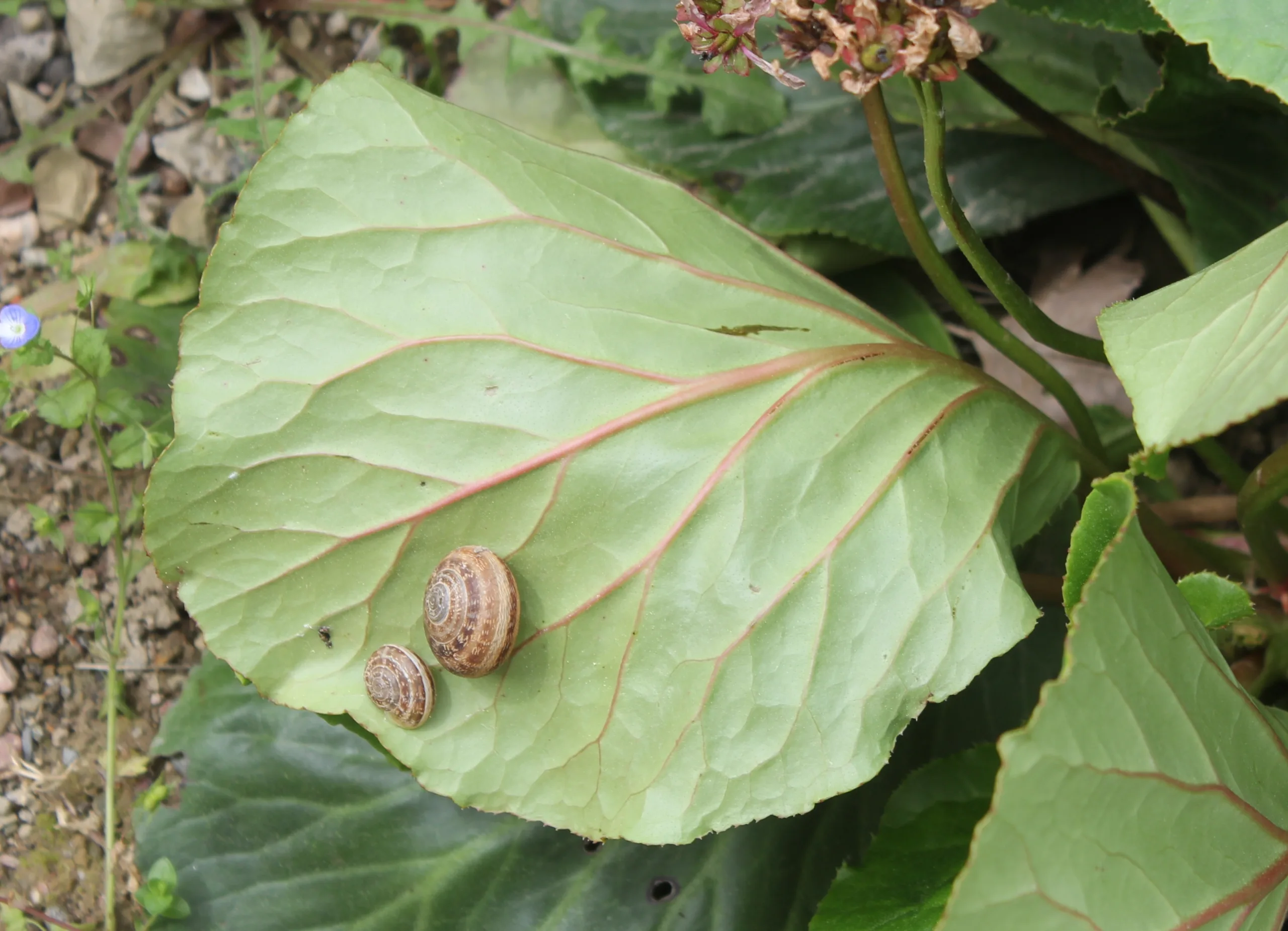 Bergenia crassifolia