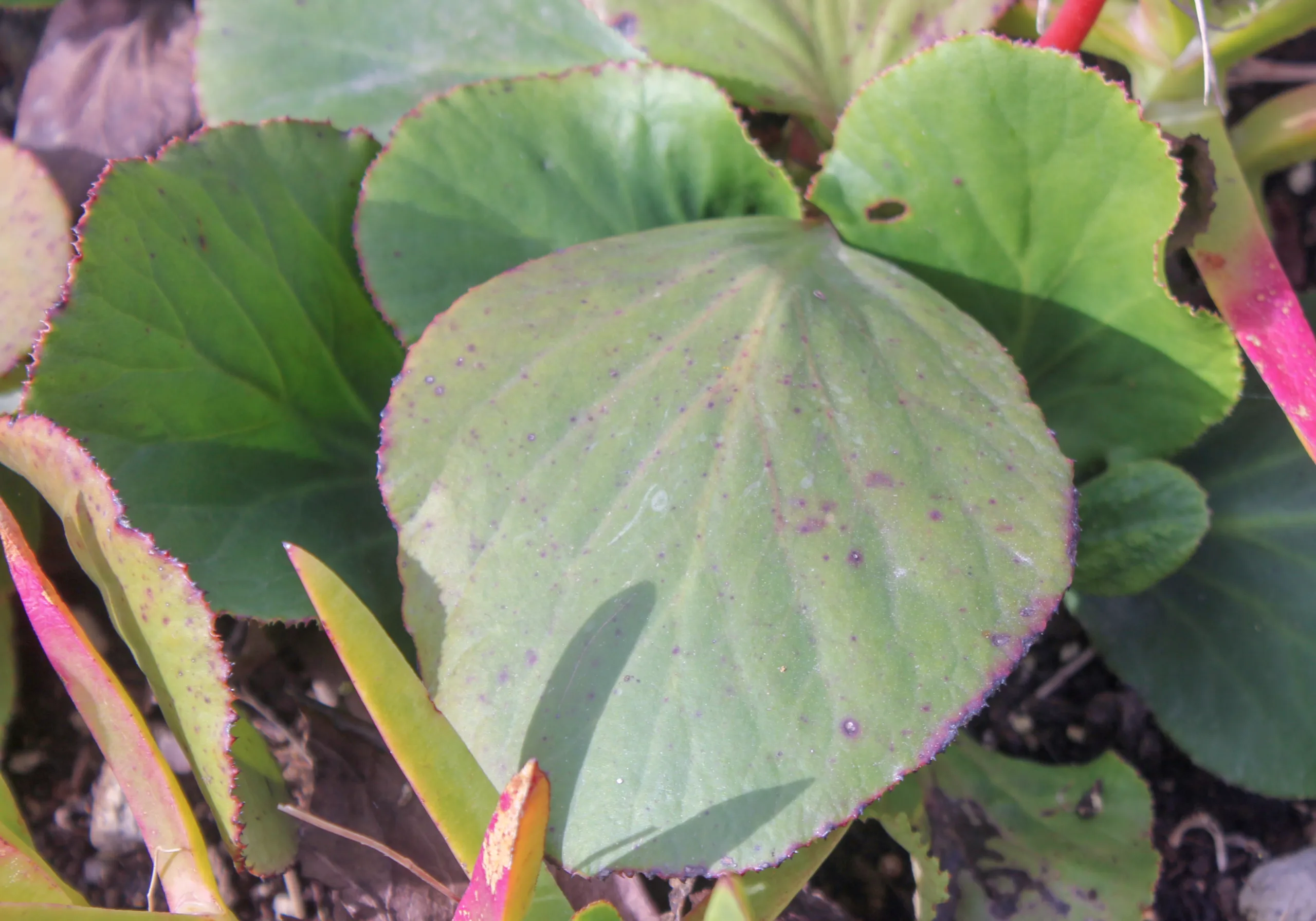 Bergenia crassifolia