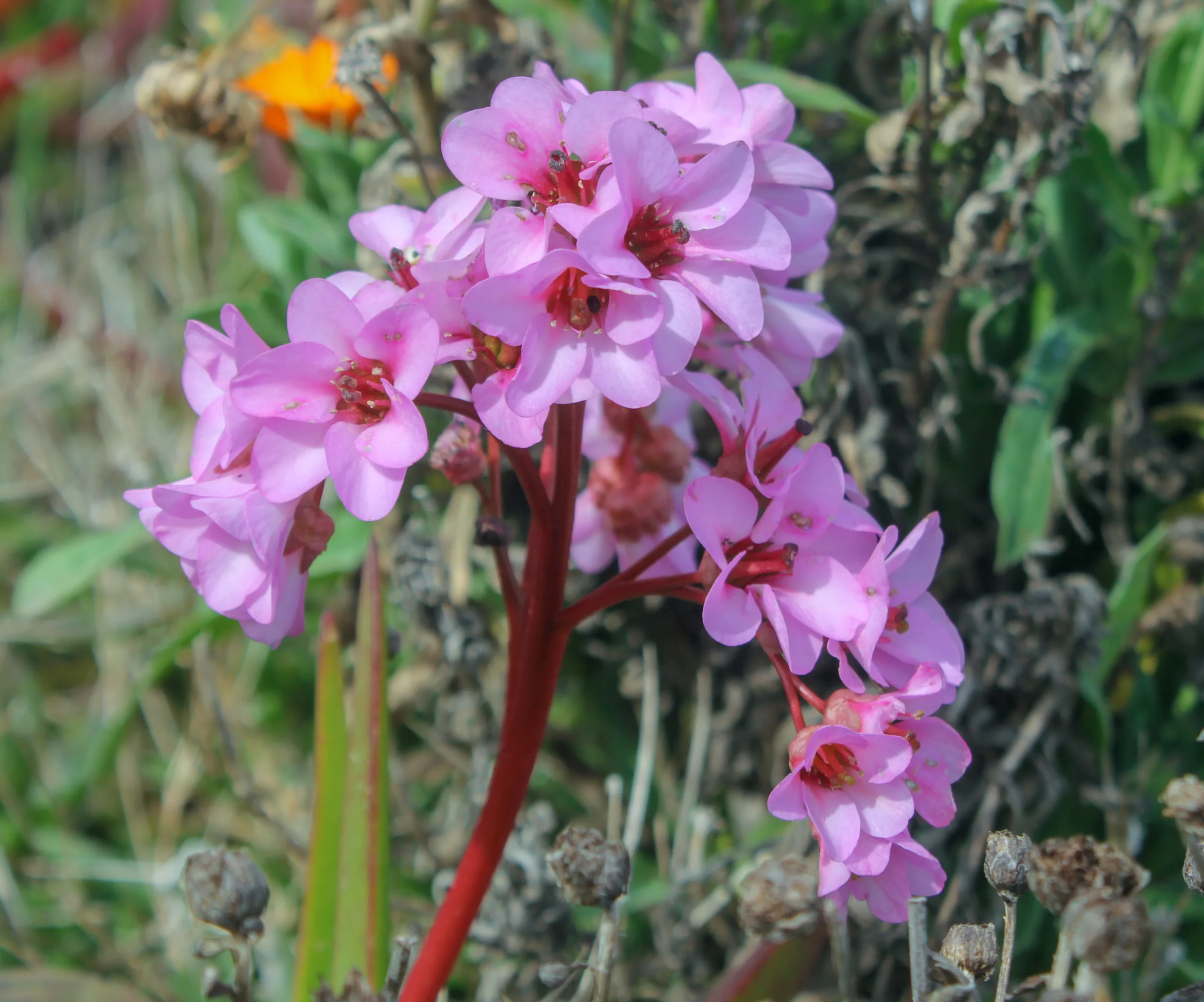 Bergenia crassifolia
