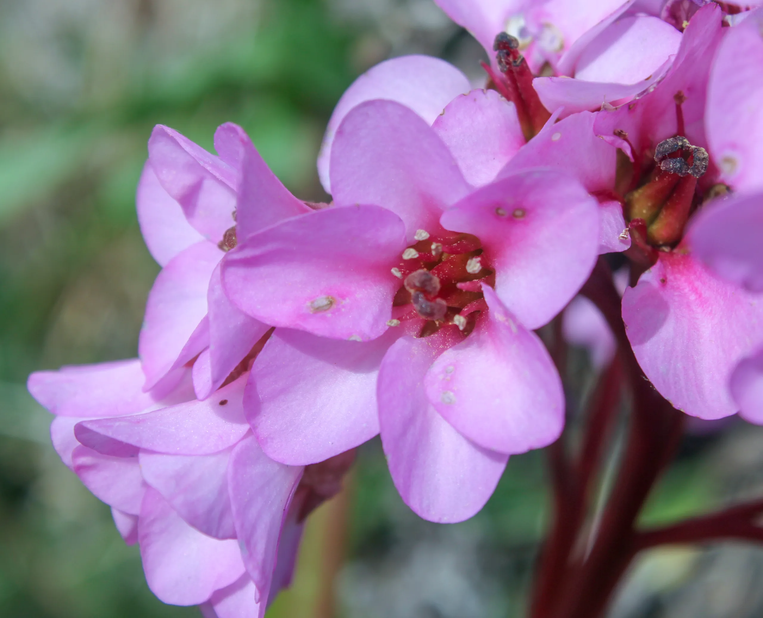 Bergenia crassifolia (Zemheri ortancası)