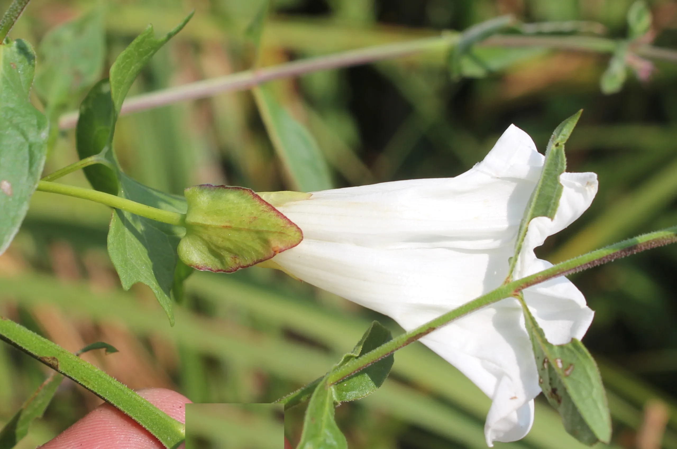 Calystegia sepium