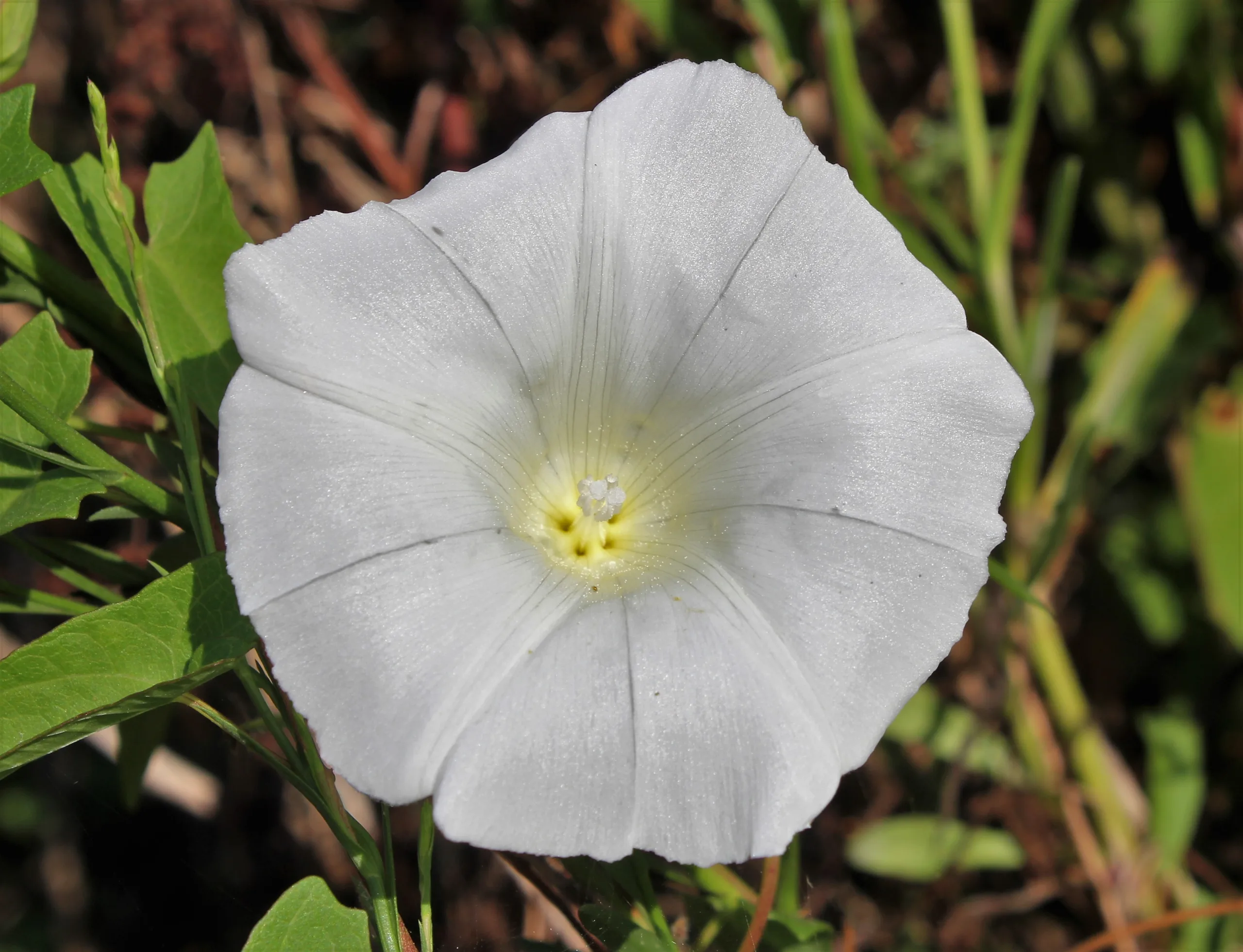 Calystegia sepium