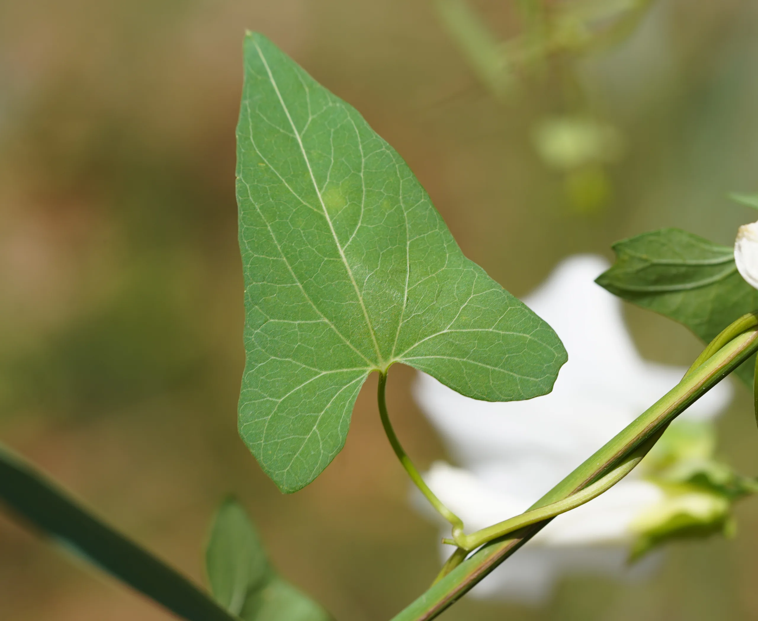 Calystegia sepium