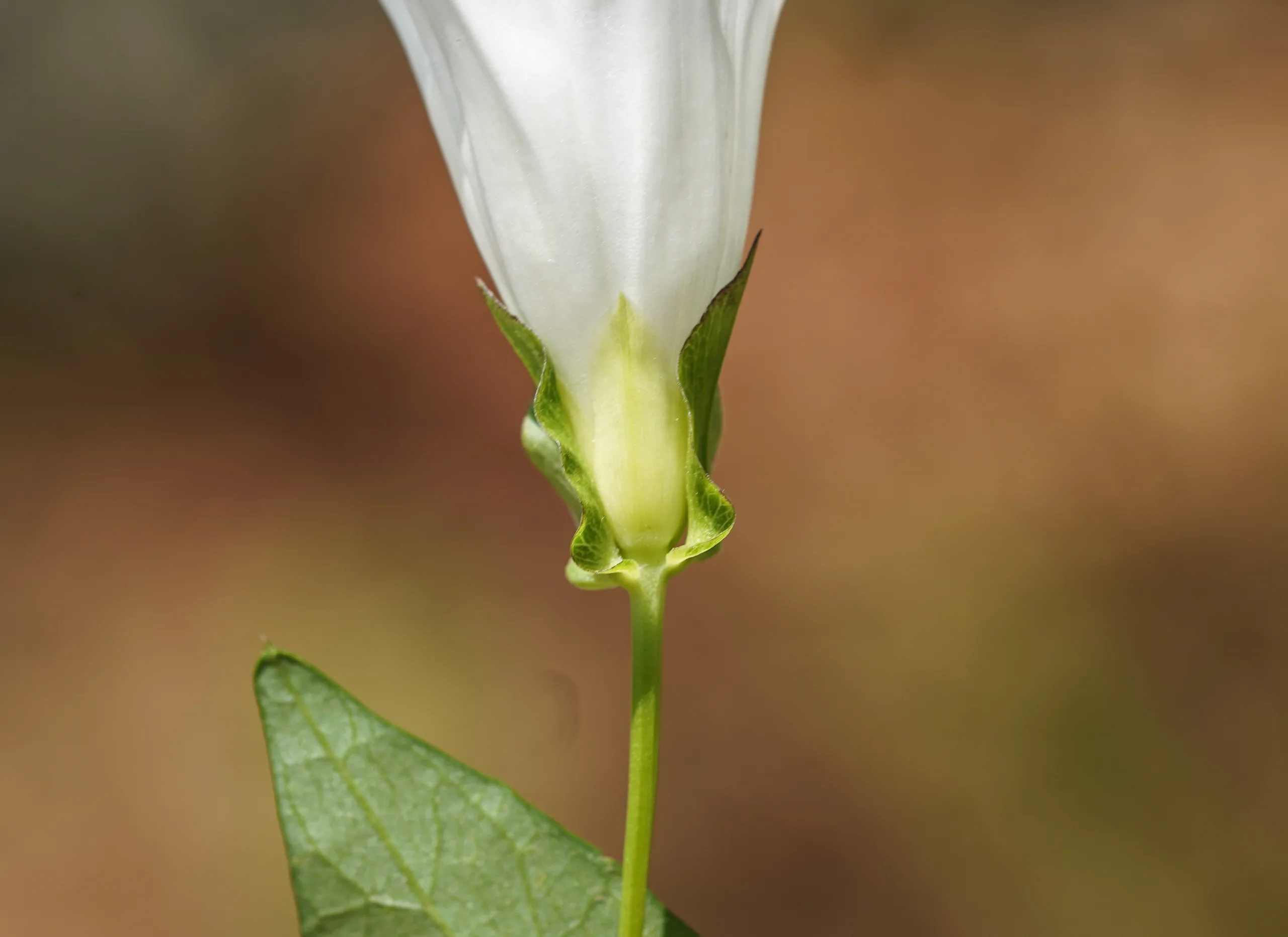 Calystegia sepium