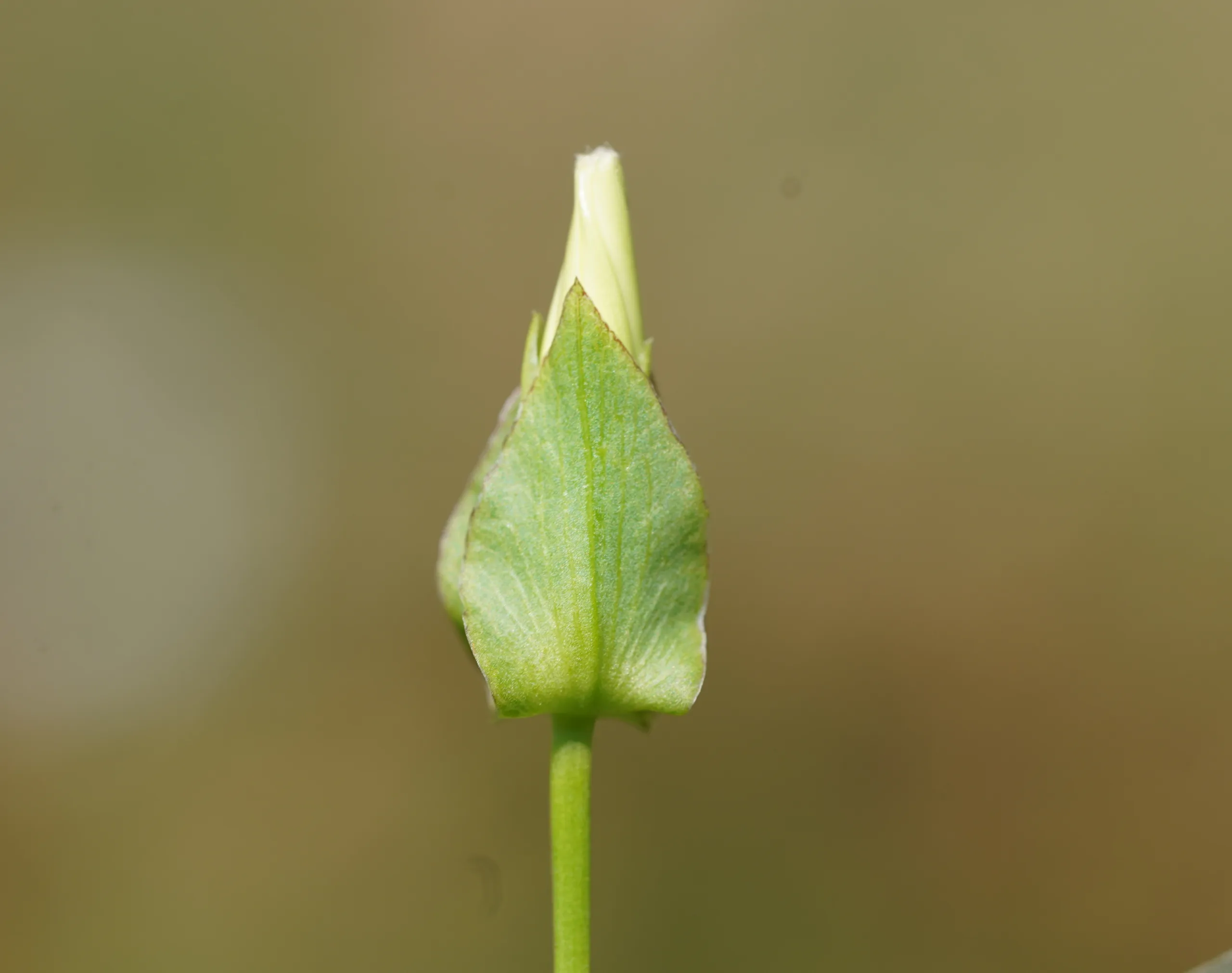 Calystegia sepium