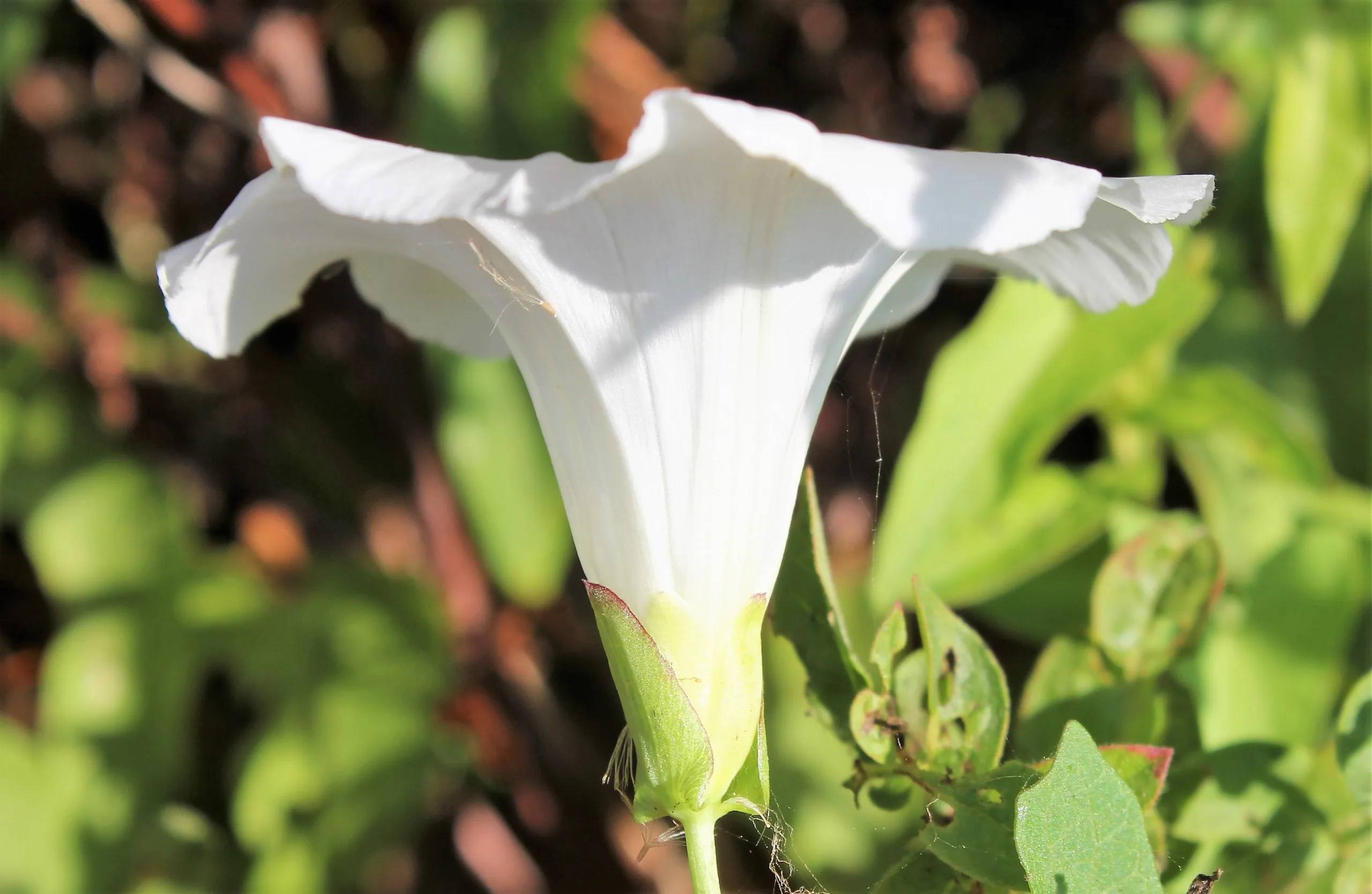 Calystegia sepium