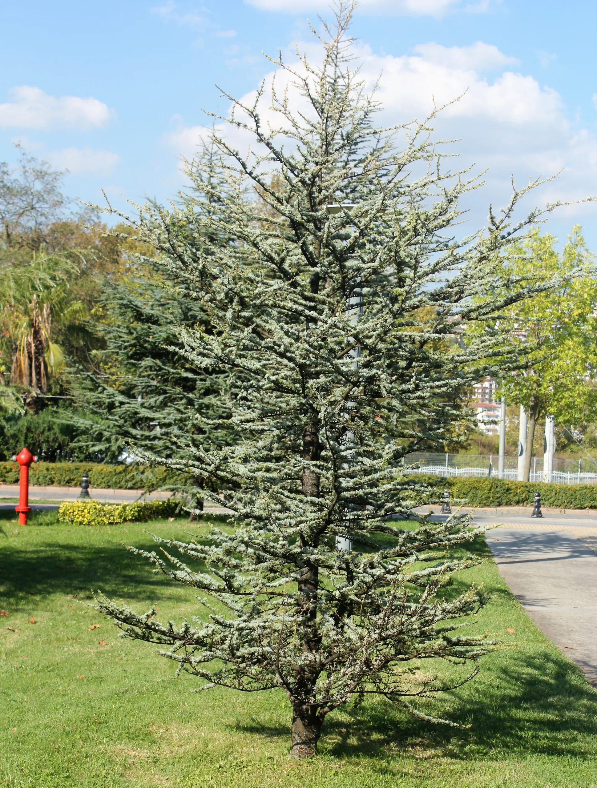 Cedrus deodara