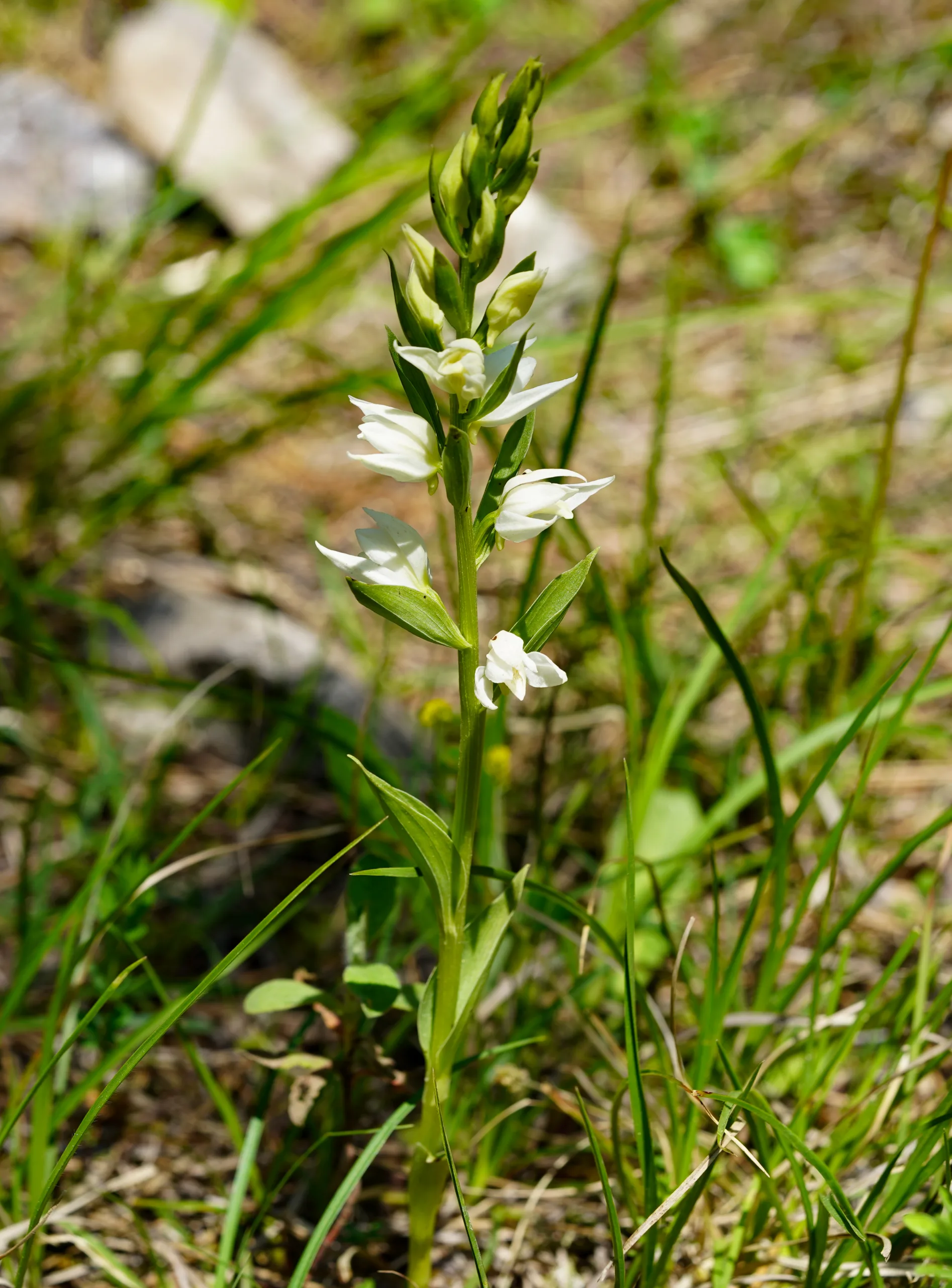 Cephalanthera epipactoides