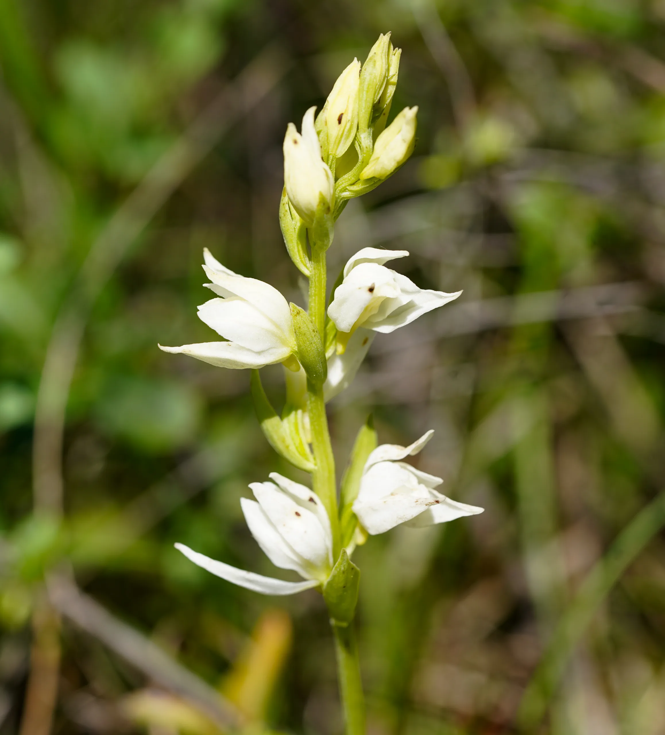Cephalanthera epipactoides