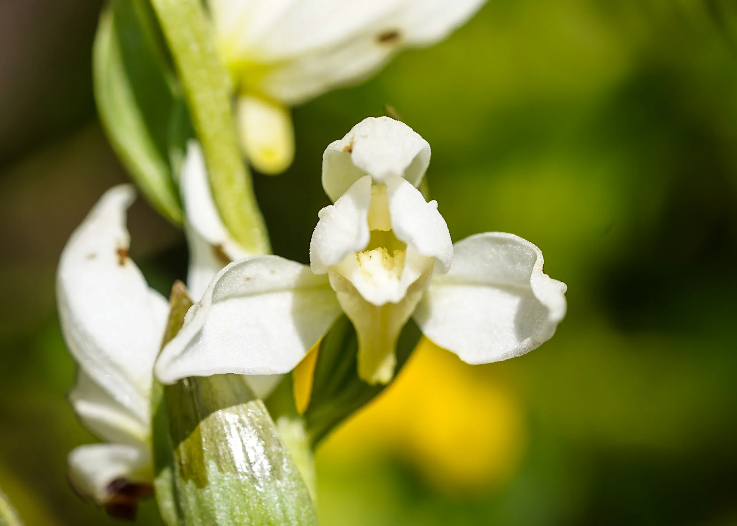 Cephalanthera epipactoides