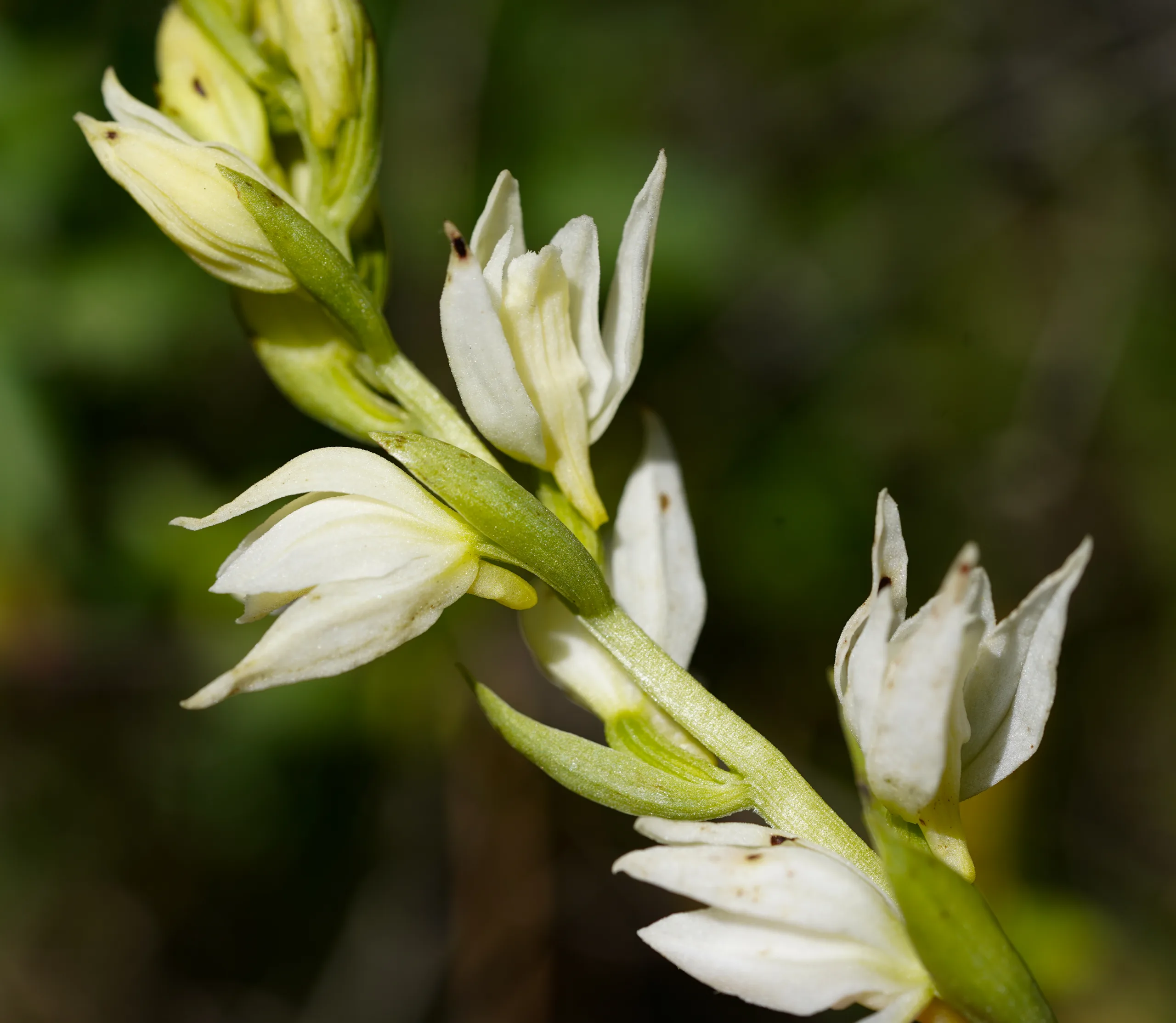 Cephalanthera epipactoides