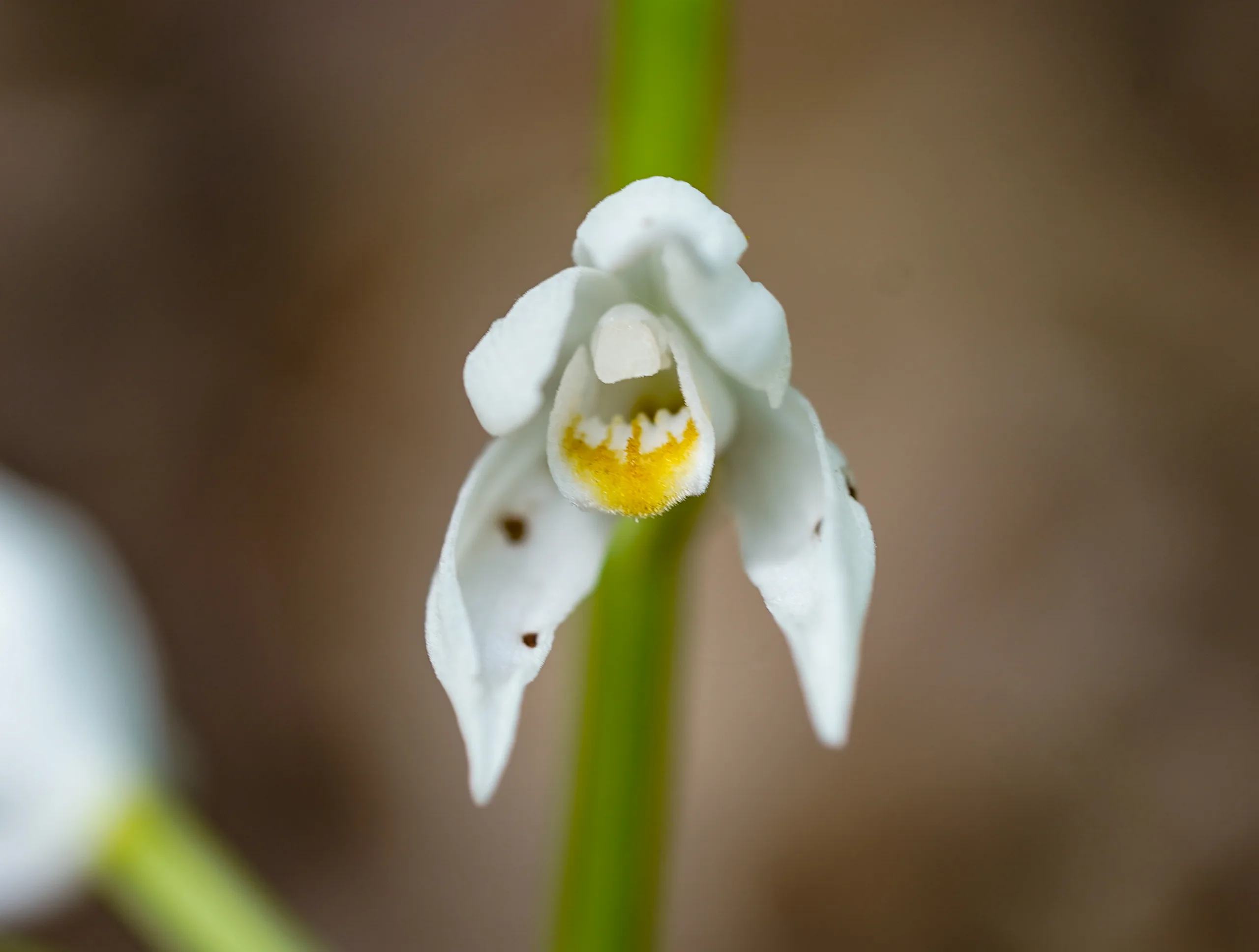 Cephalanthera longifolia