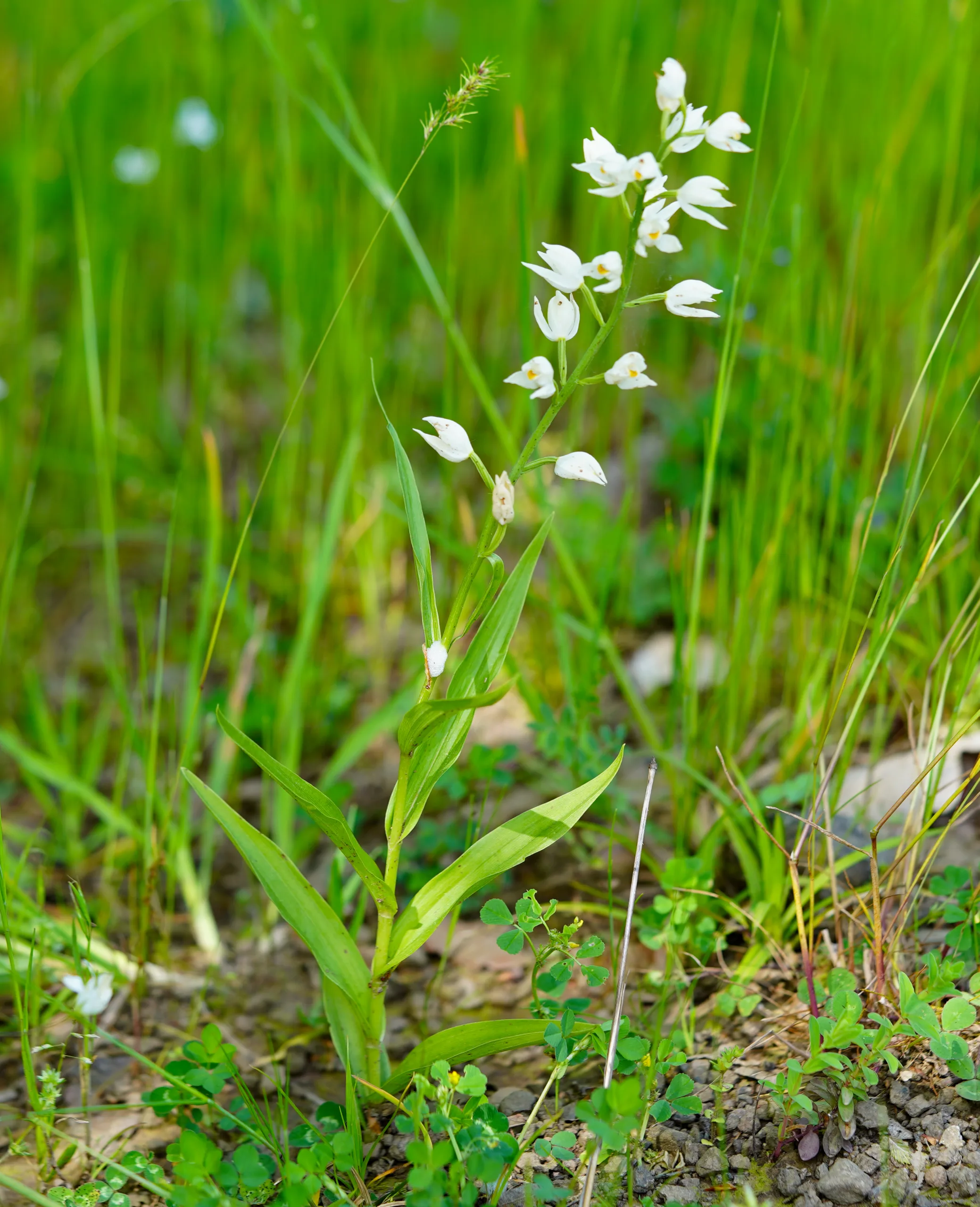 Cephalanthera longifolia
