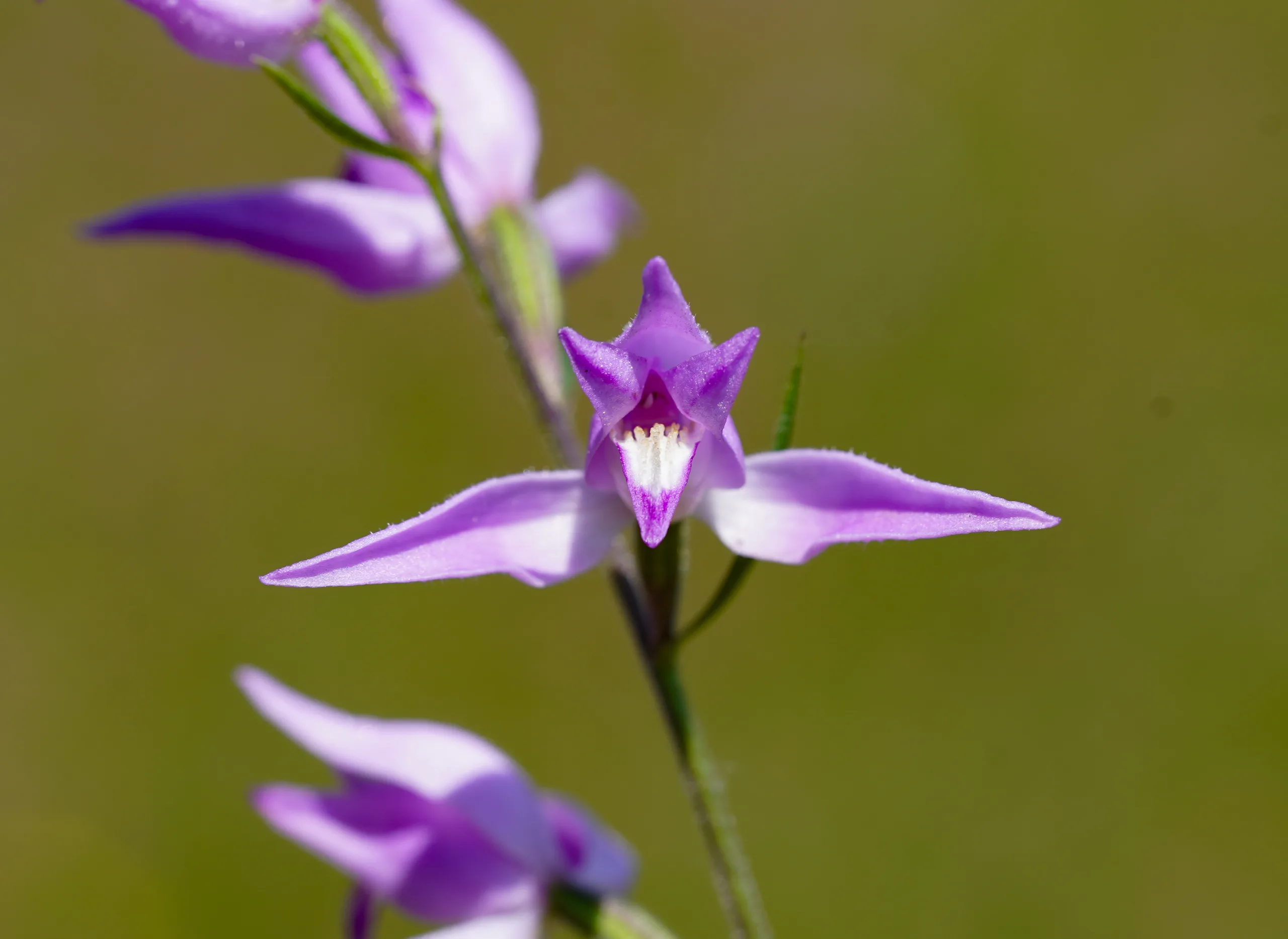Cephalanthera rubra