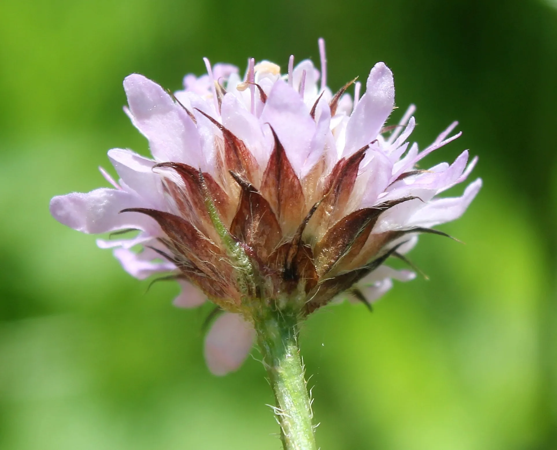 Cephalaria transsylvanica
