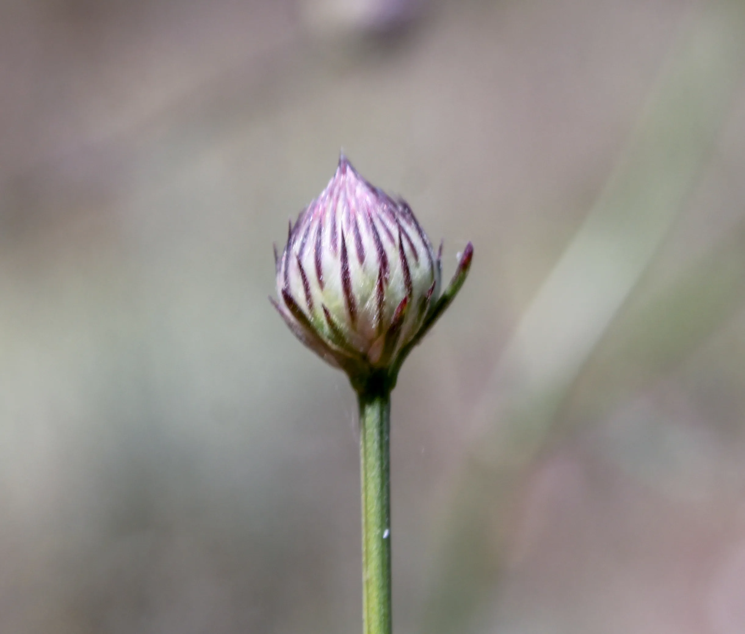 Cephalaria transsylvanica