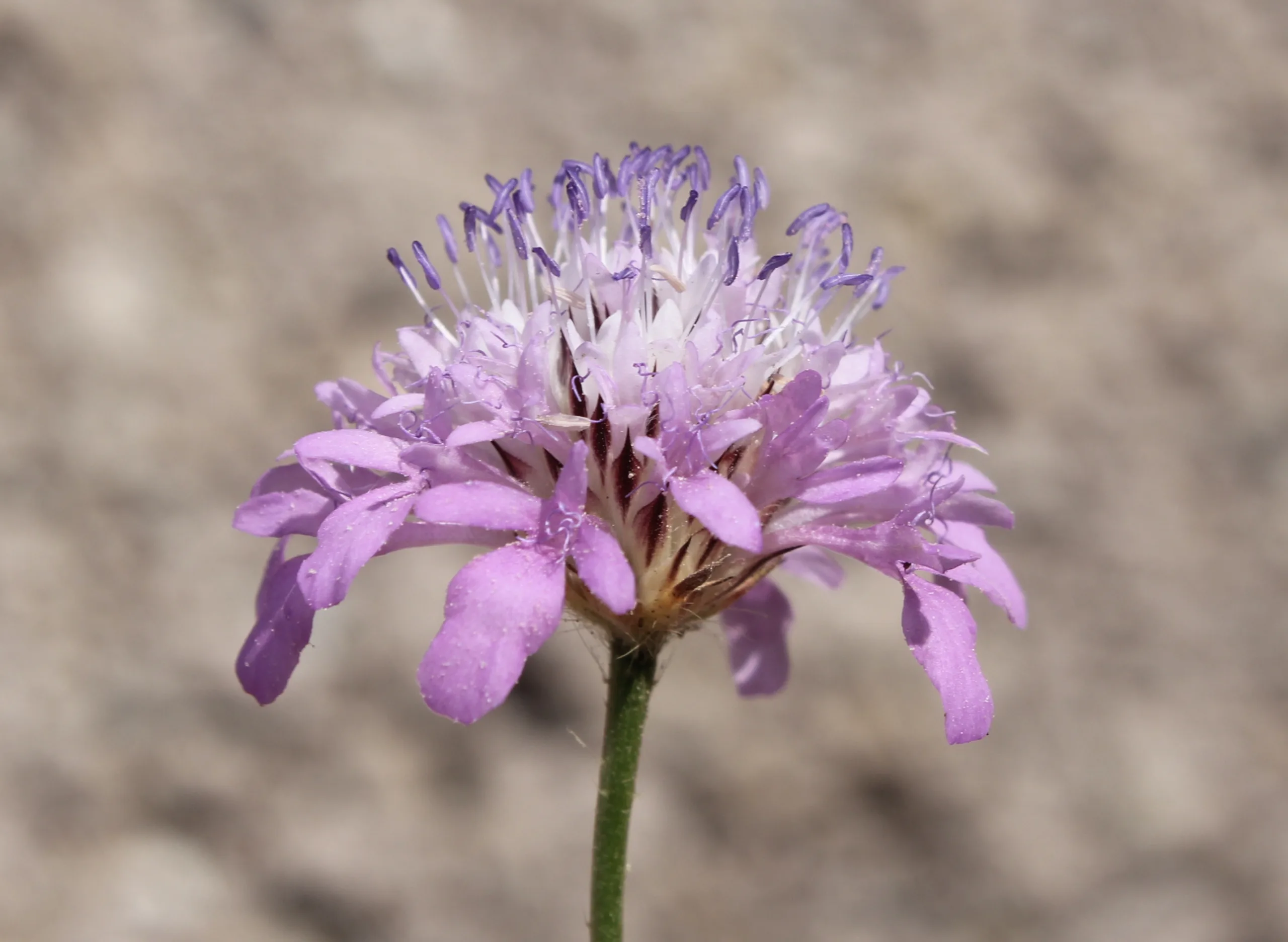 Cephalaria transsylvanica