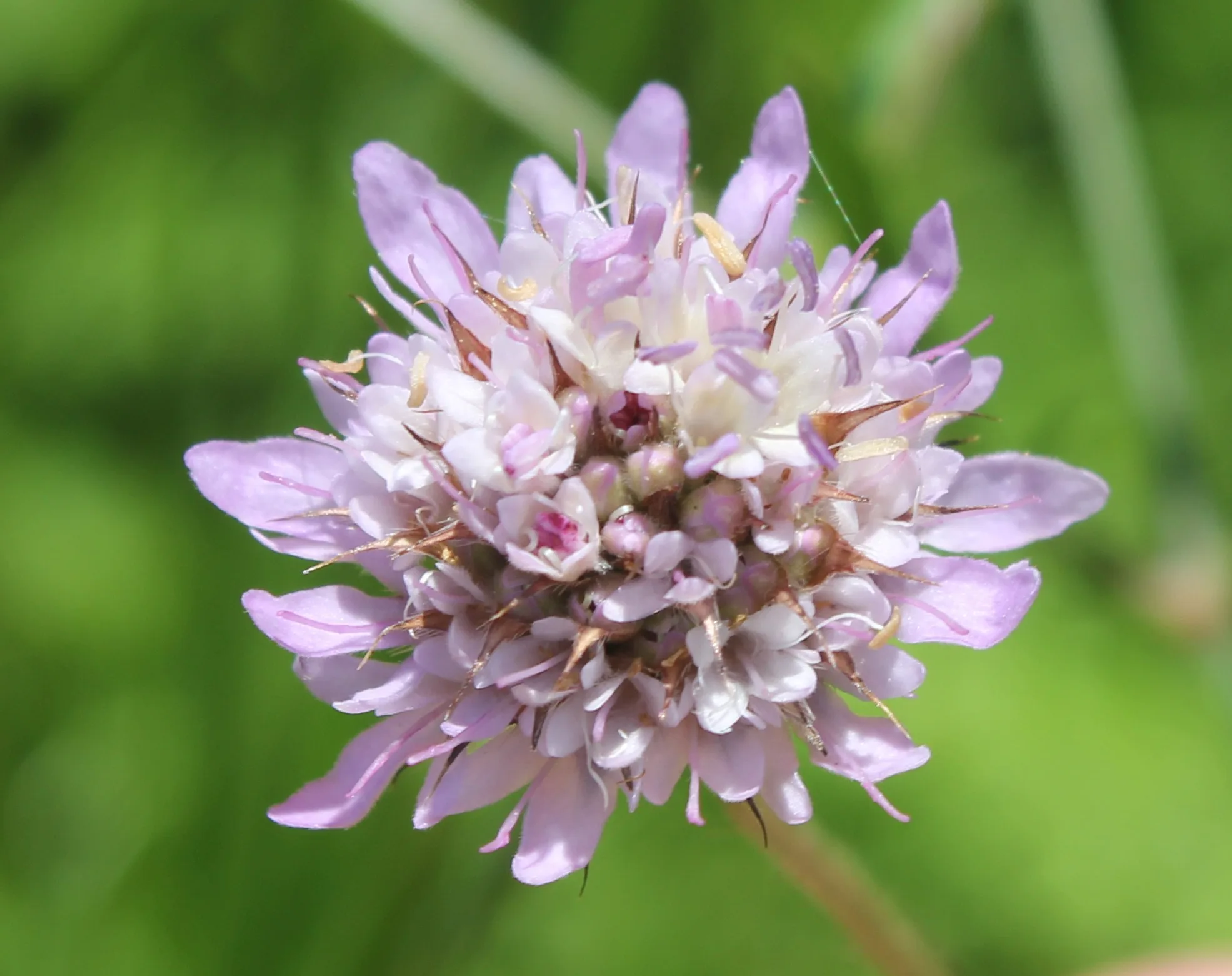 Cephalaria transsylvanica
