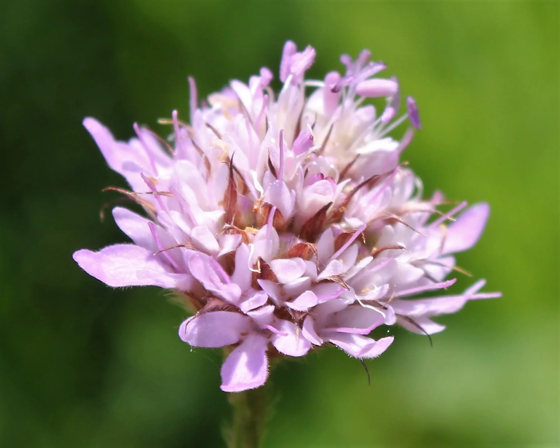 Cephalaria transsylvanica