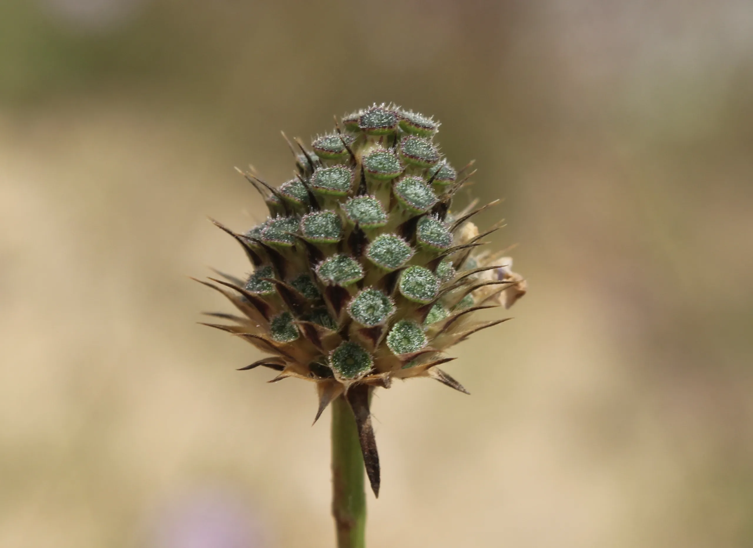Cephalaria transsylvanica
