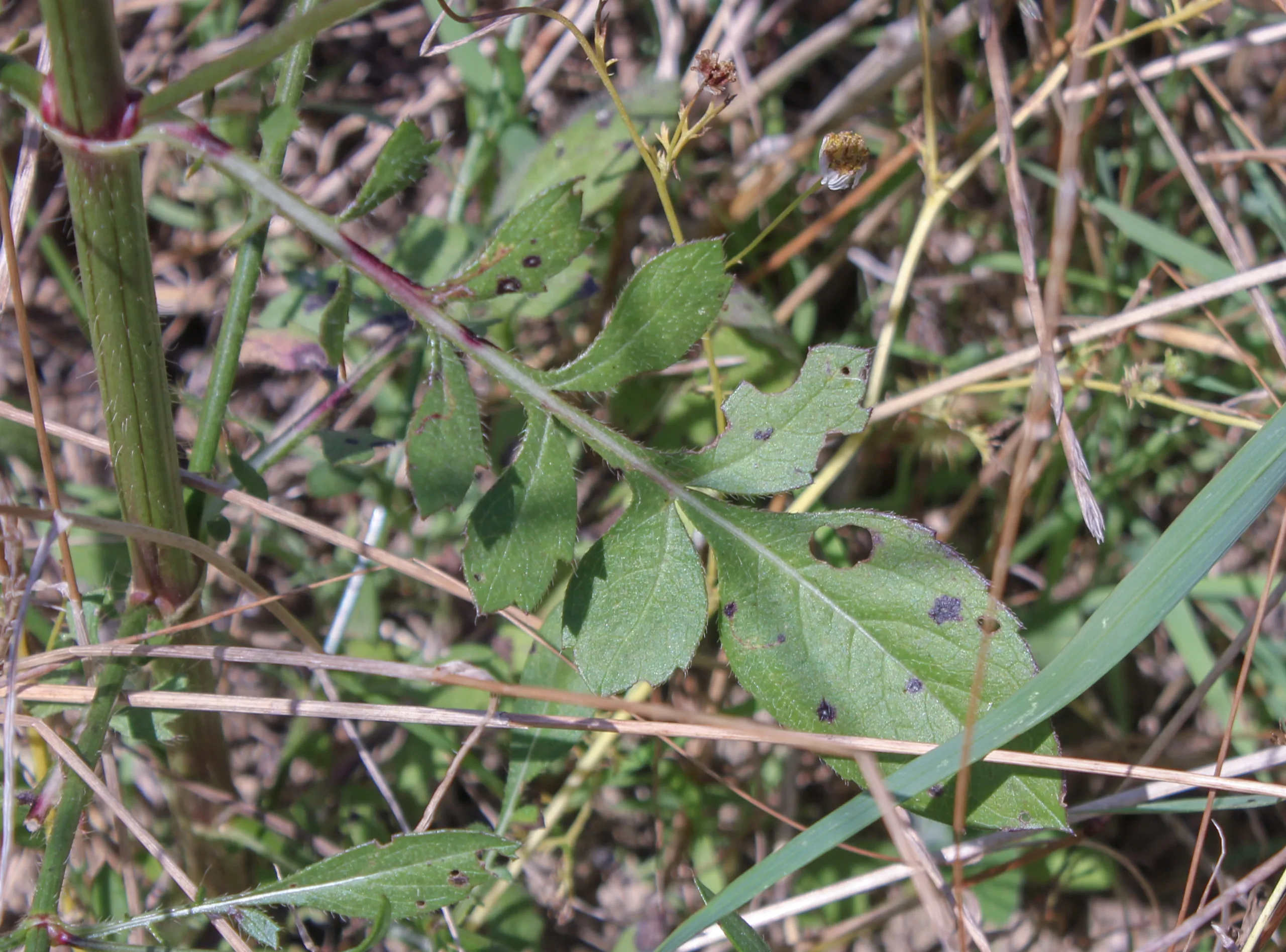 Cephalaria transsylvanica