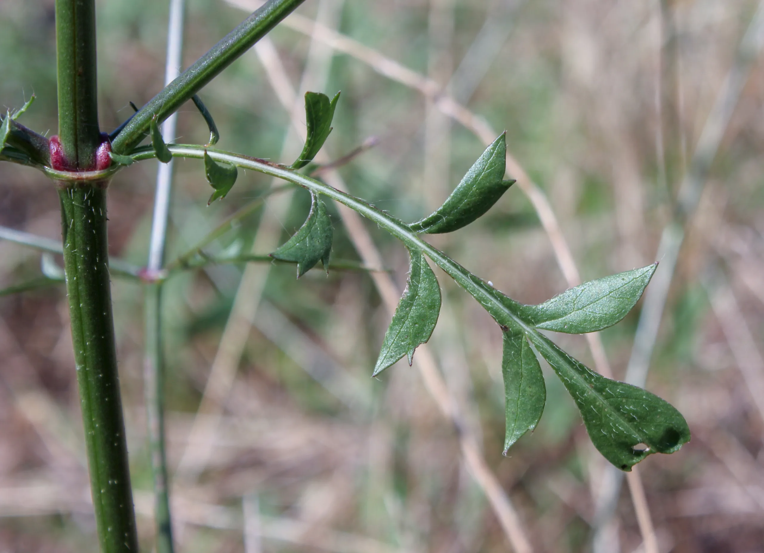 Cephalaria transsylvanica