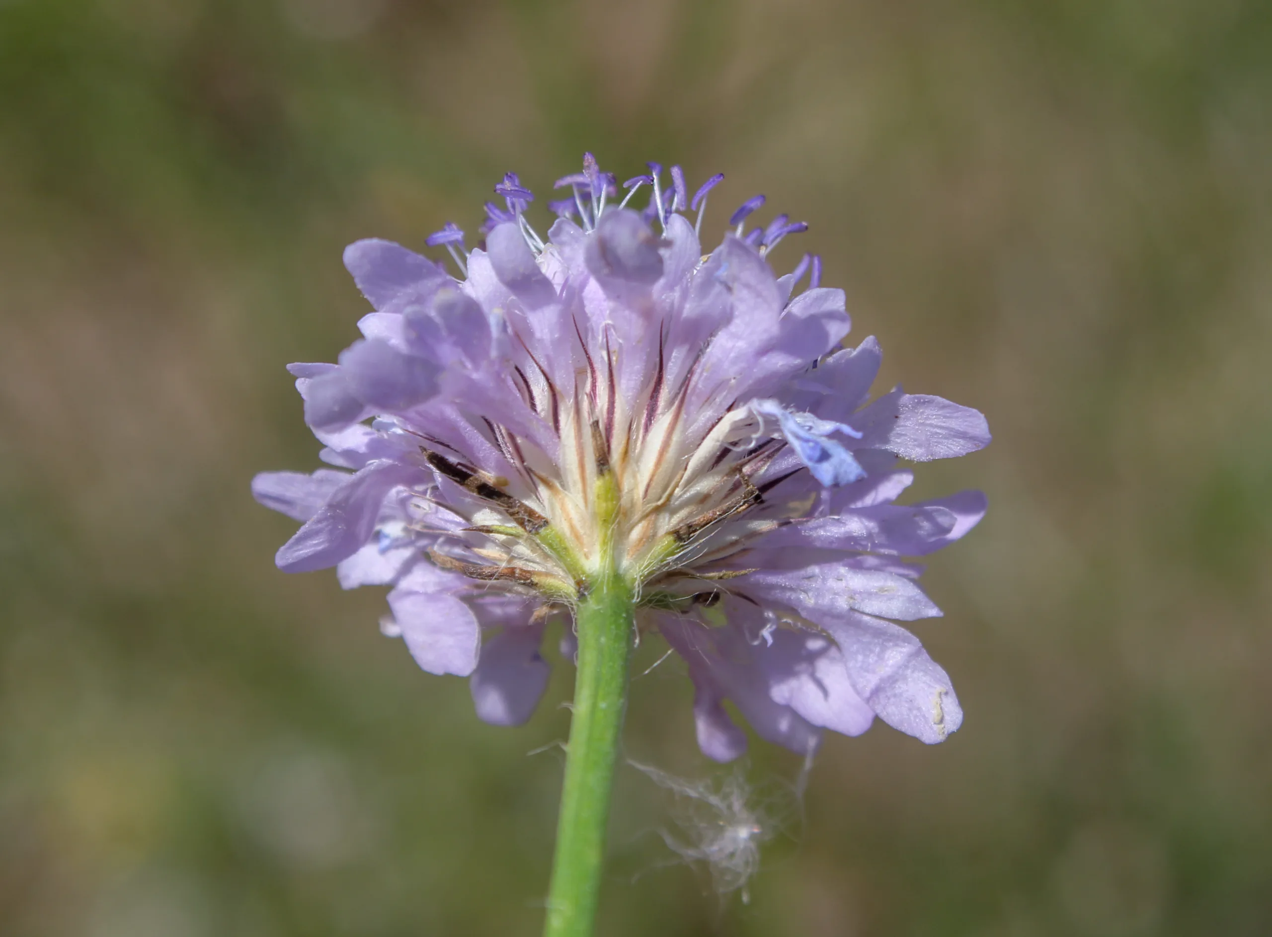 Cephalaria transsylvanica