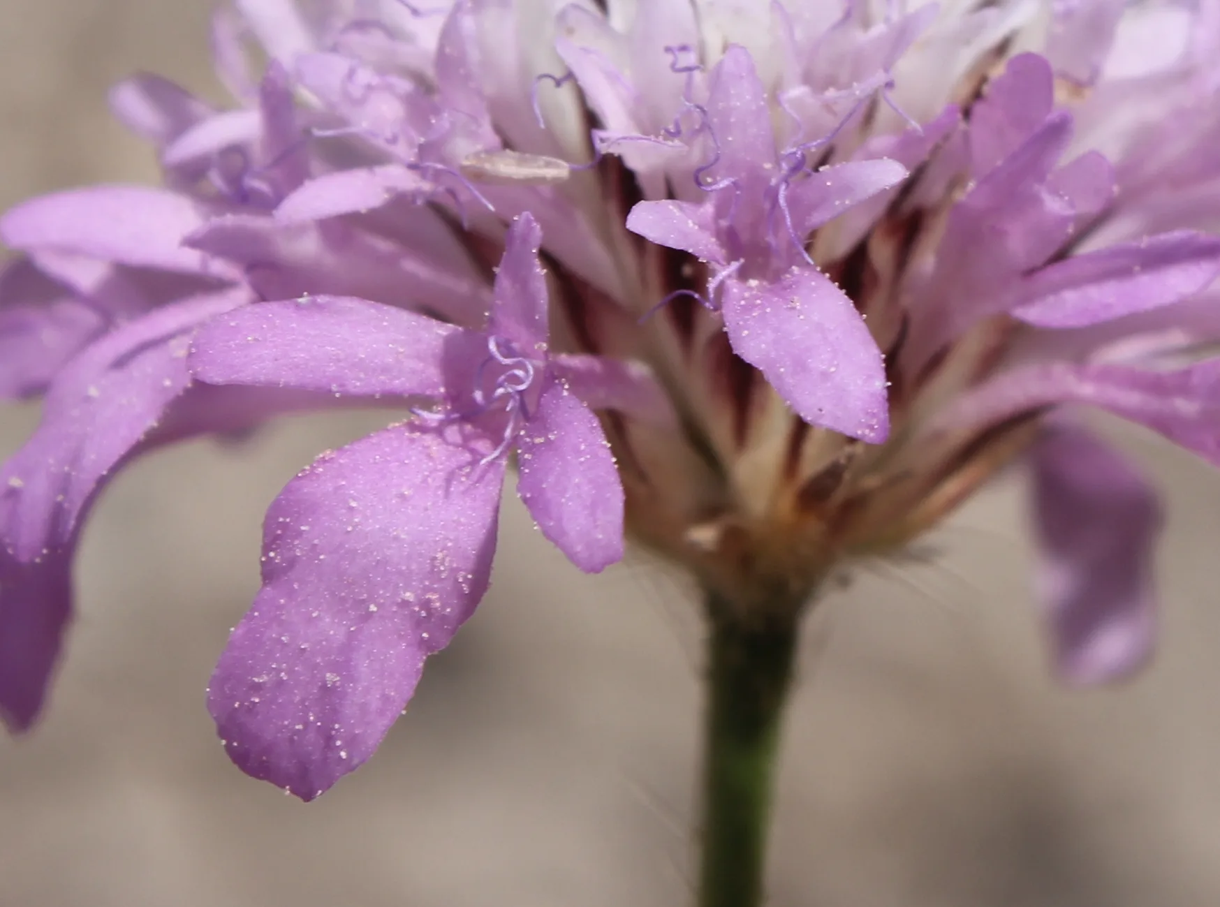 Cephalaria transsylvanica