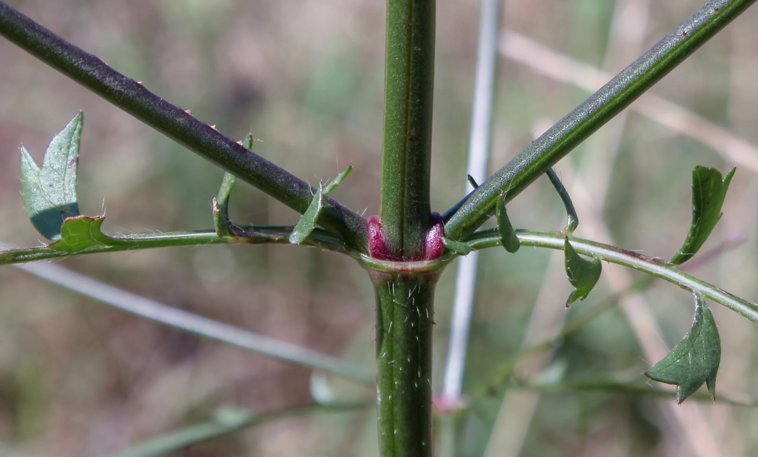 Cephalaria transsylvanica