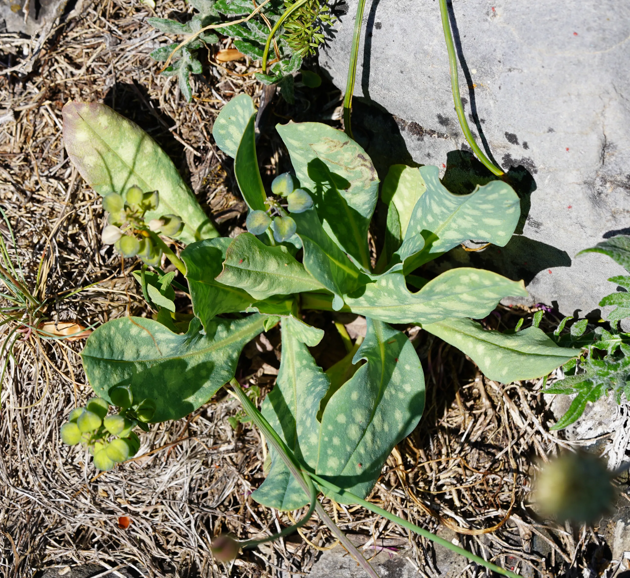 Cerinthe minor subsp. auriculata