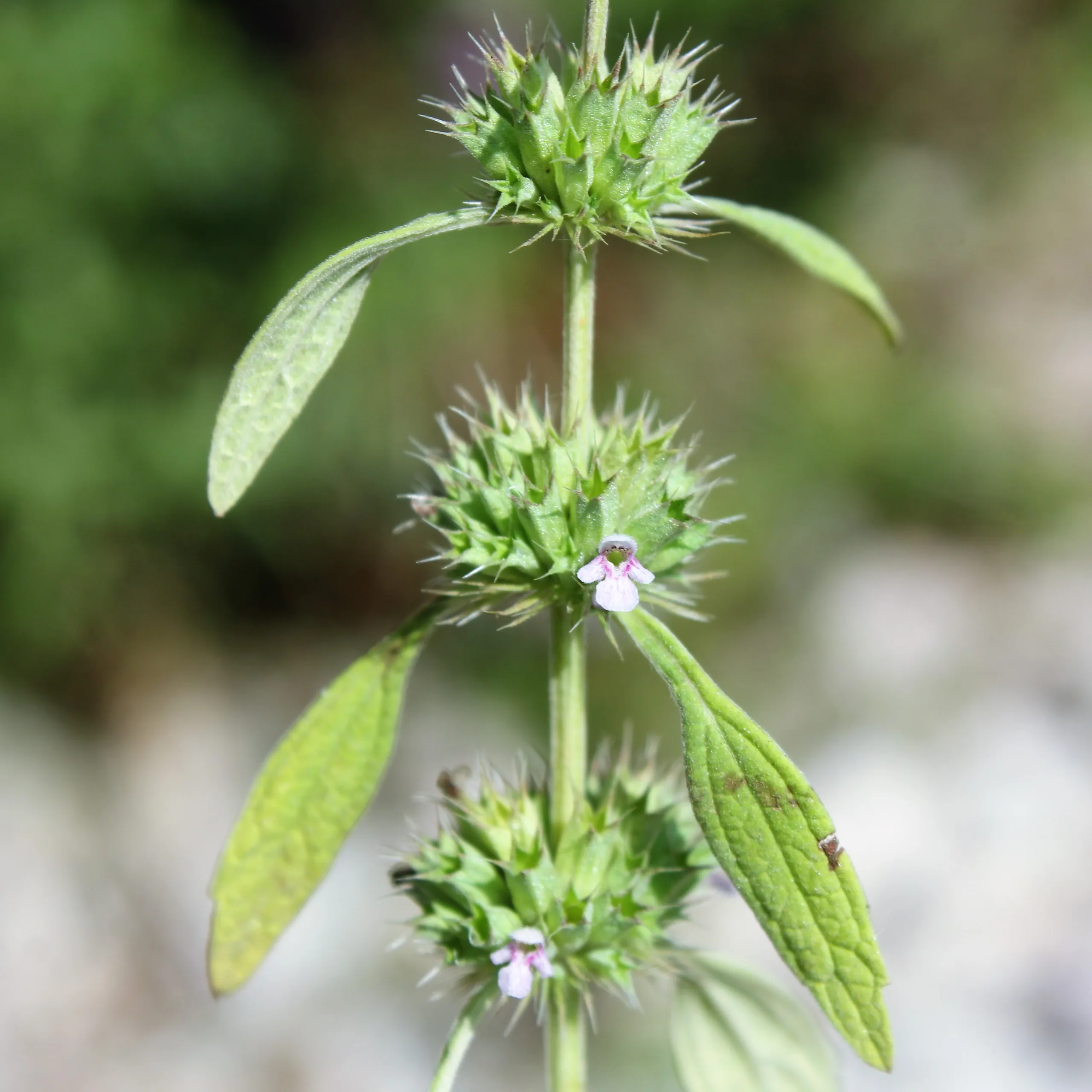 Chaiturus marrubiastrum