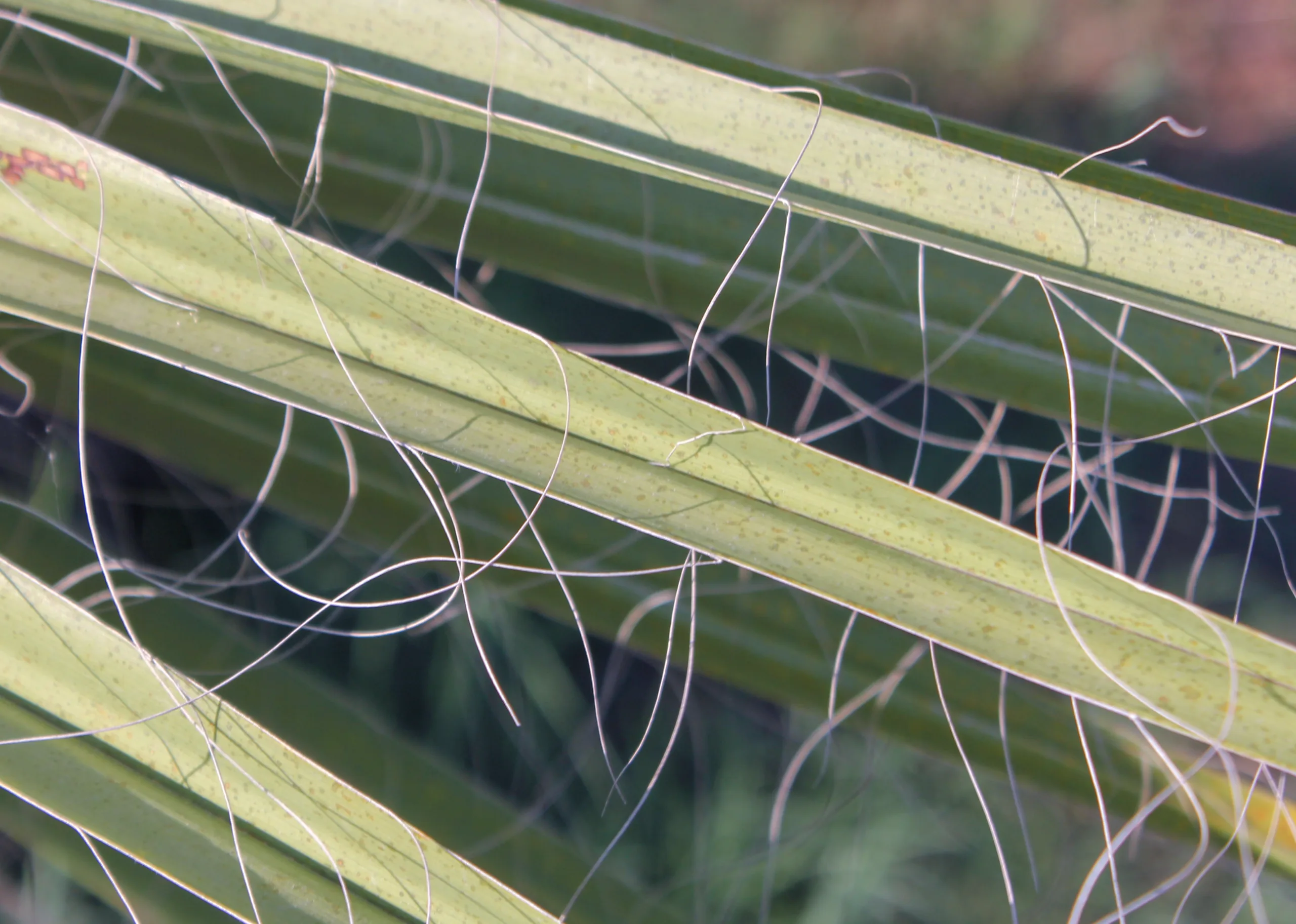 Chamaerops humilis