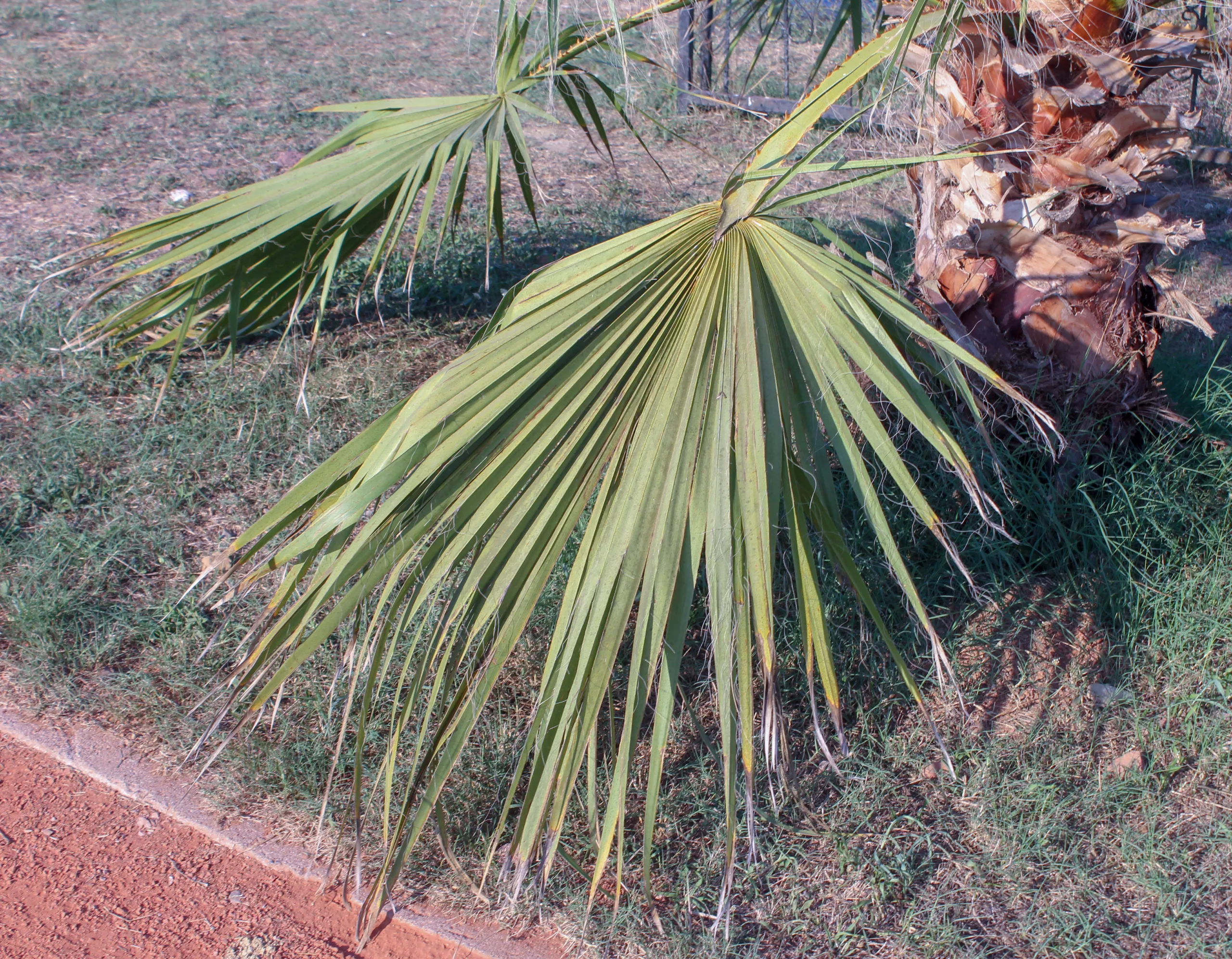 Chamaerops humilis