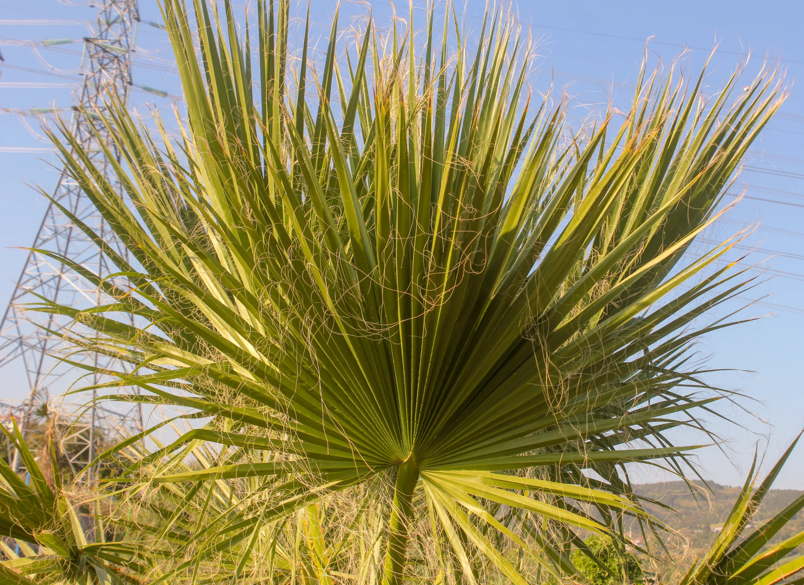 Chamaerops humilis