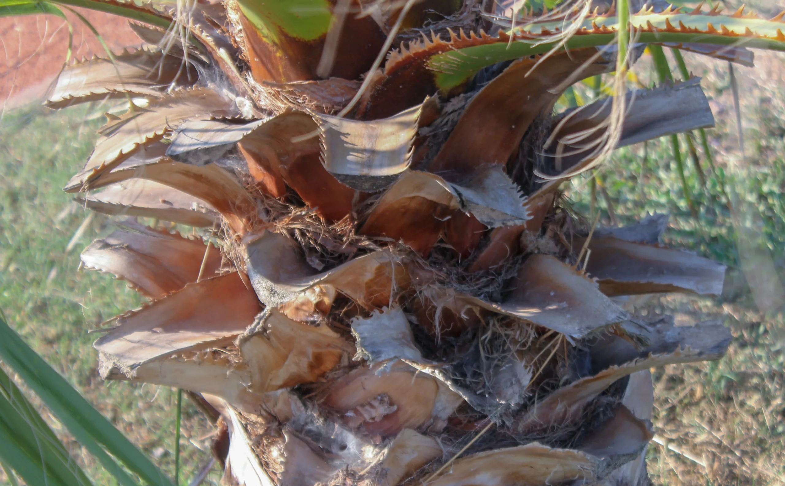 Chamaerops humilis