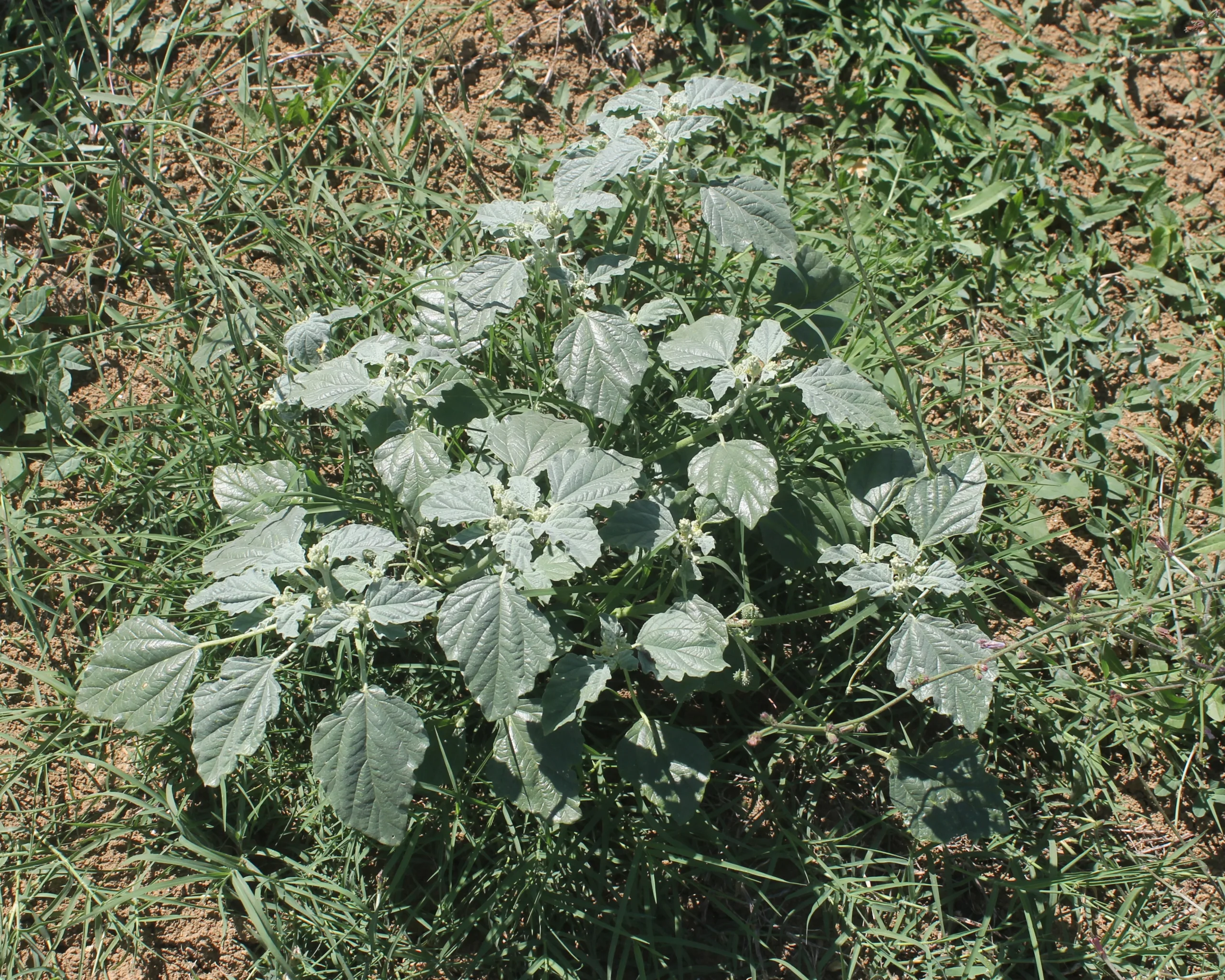 Chrozophora tinctoria