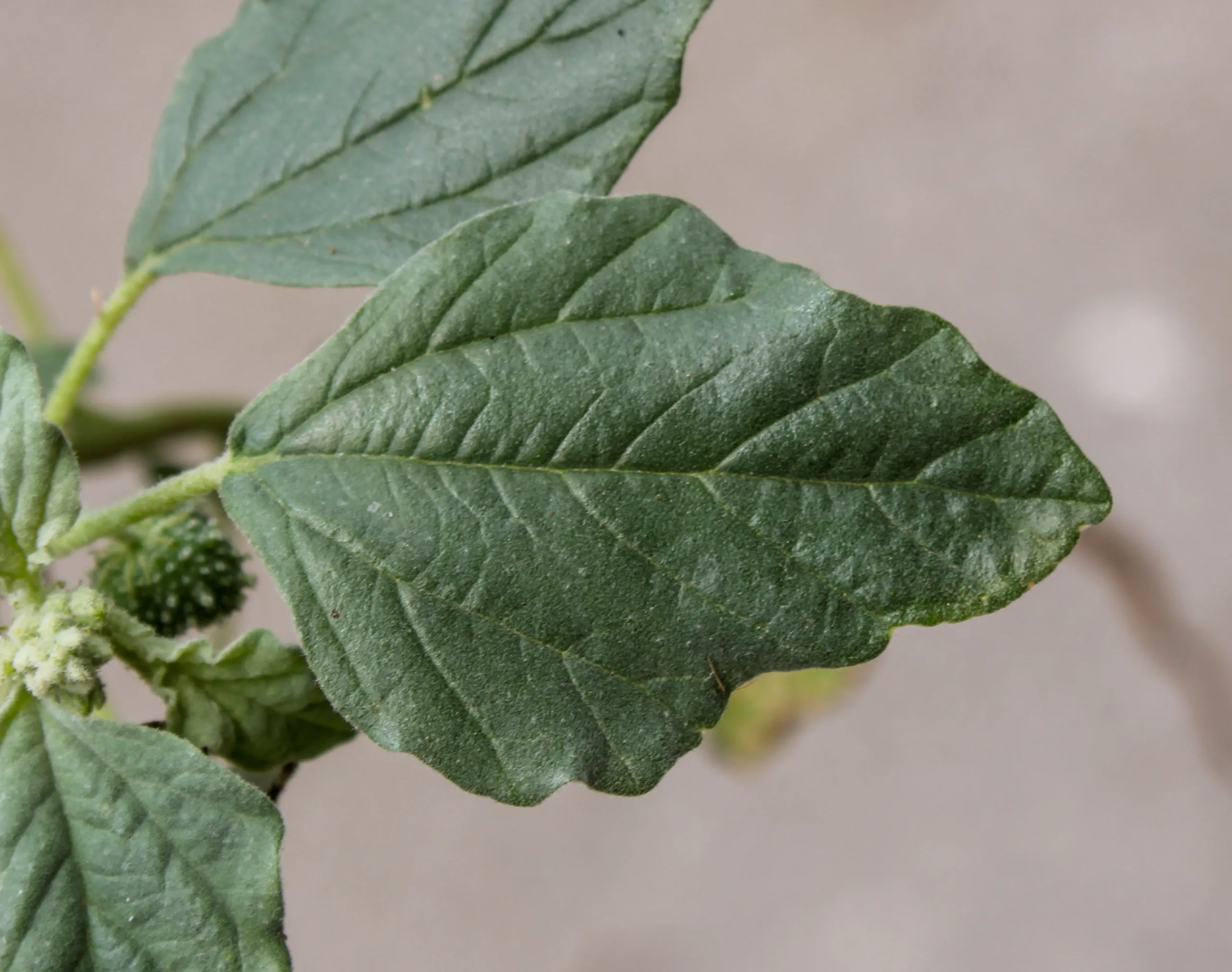 Chrozophora tinctoria