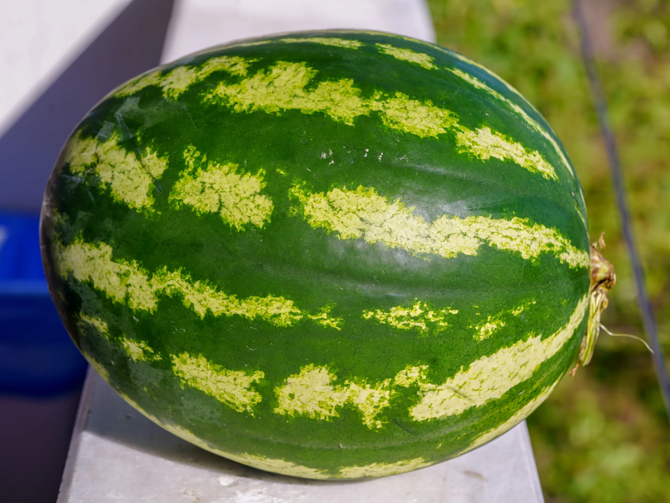 Citrullus lanatus