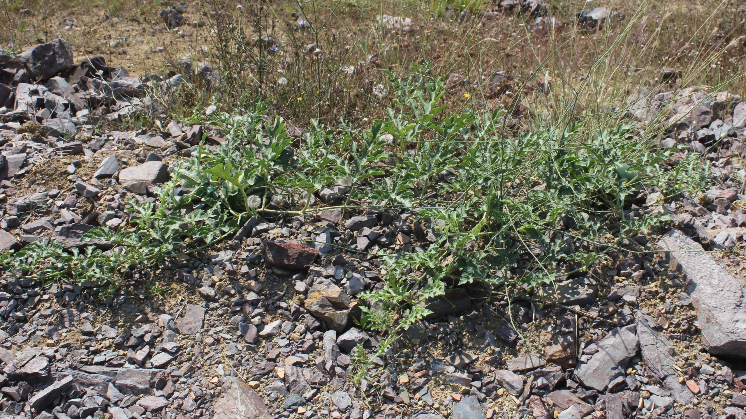 Citrullus lanatus