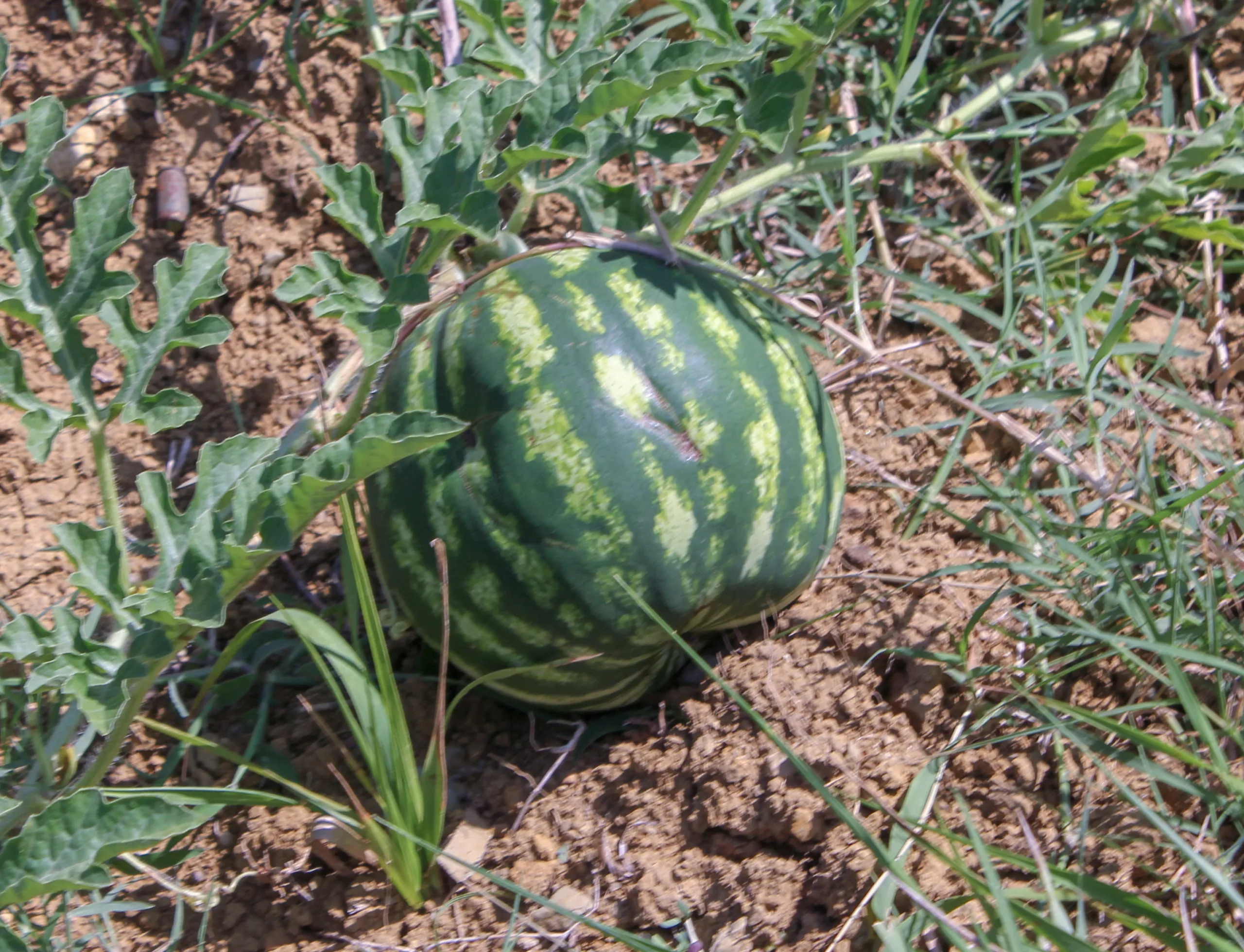 Citrullus lanatus