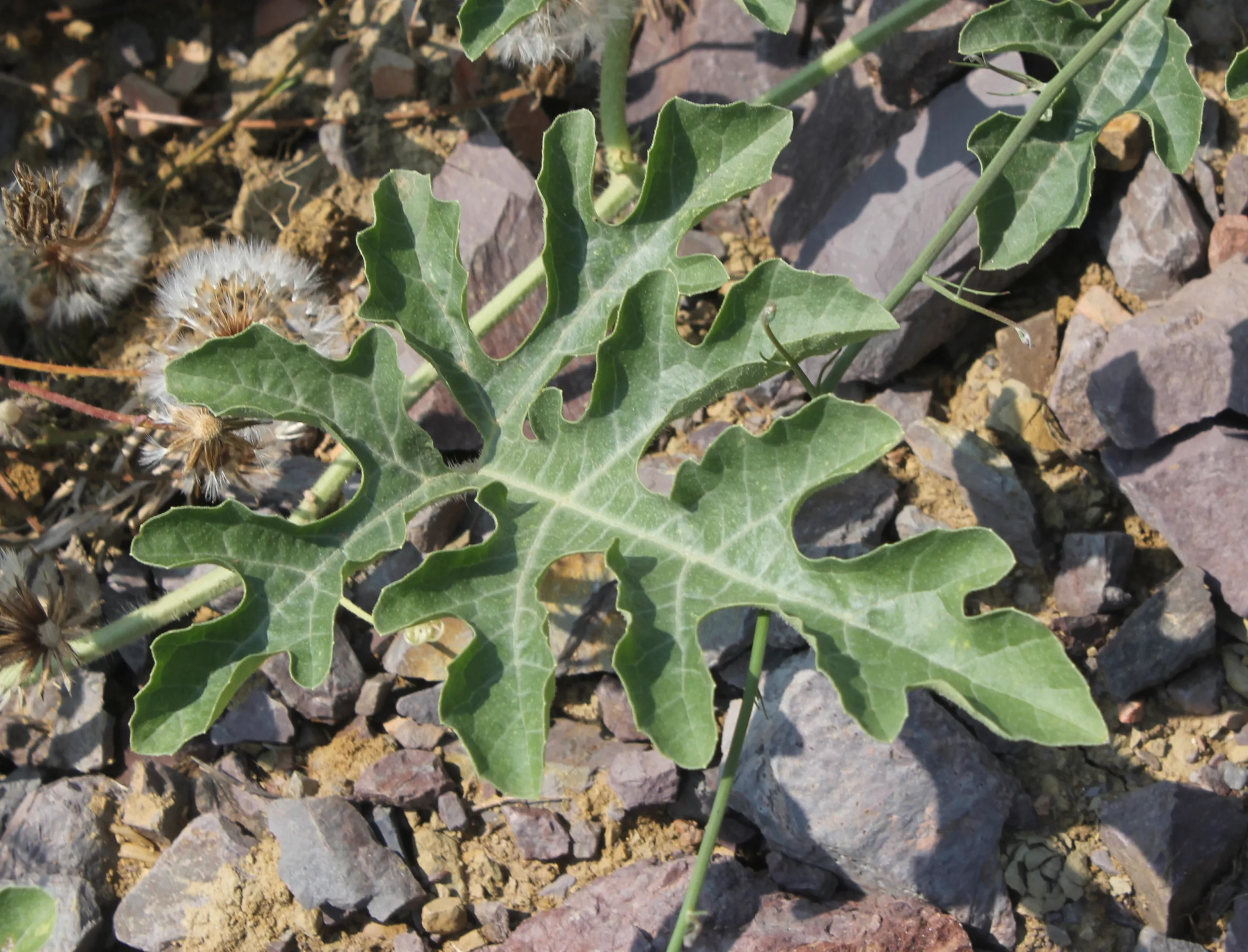 Citrullus lanatus