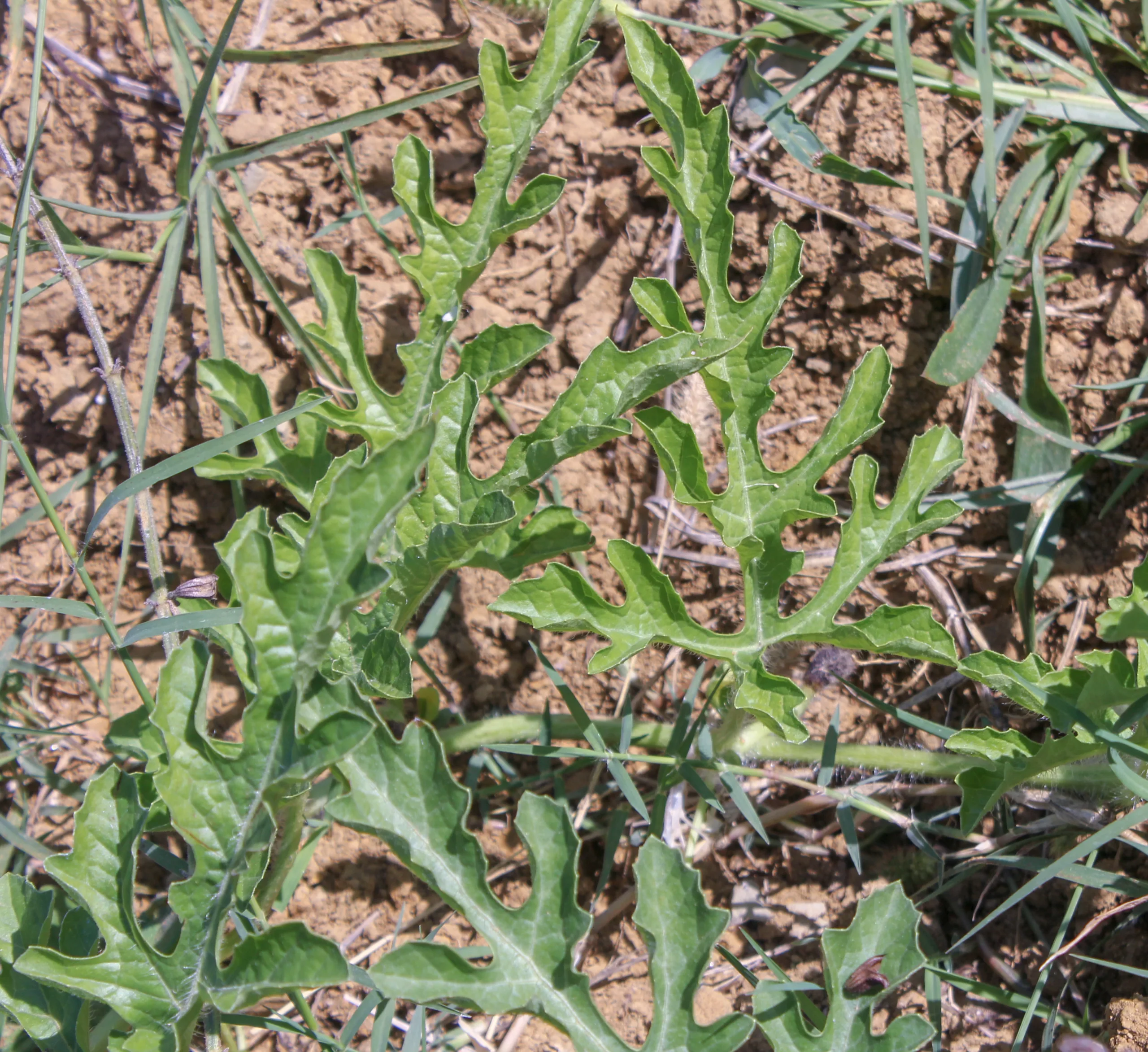 Citrullus lanatus