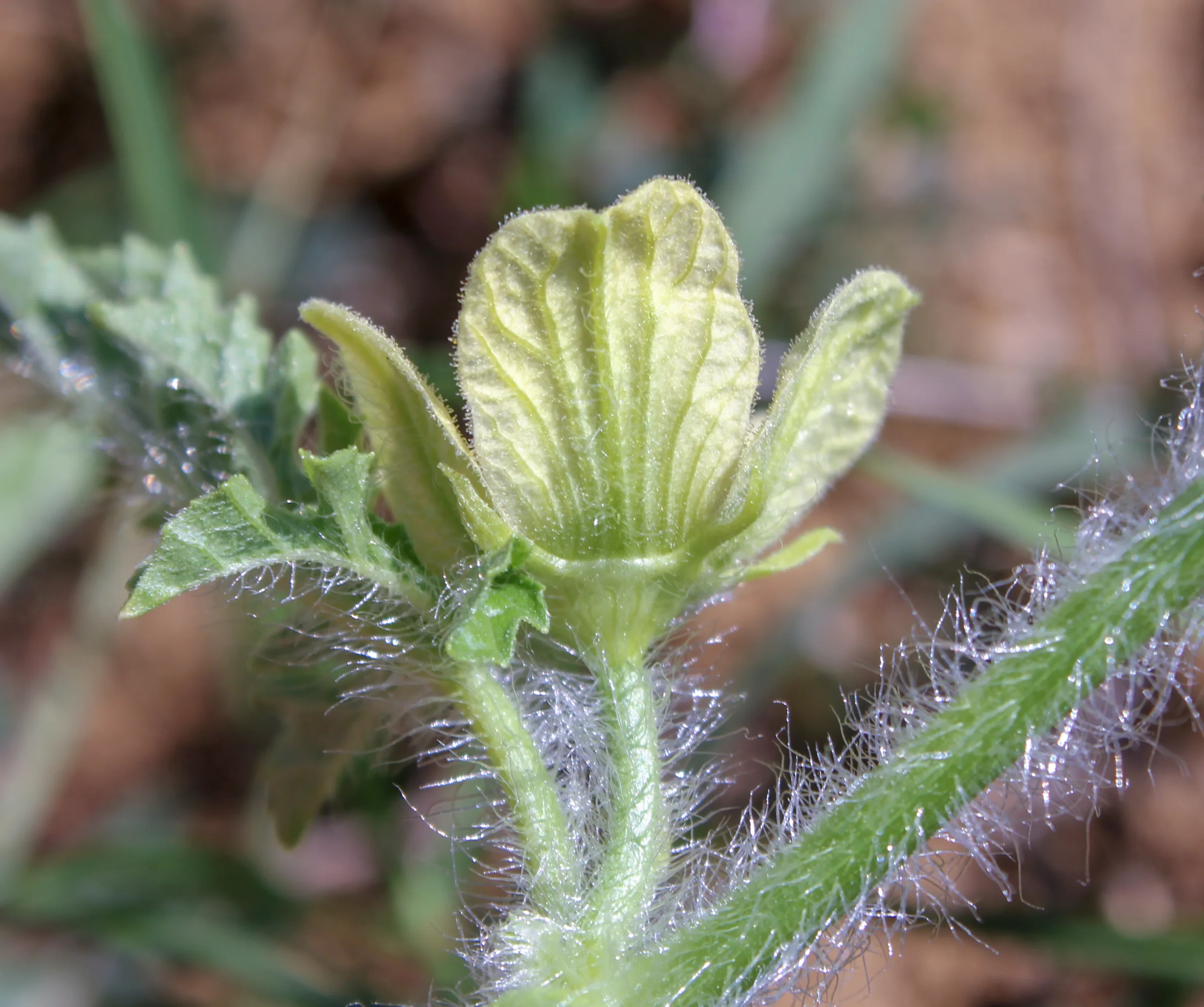 Citrullus lanatus