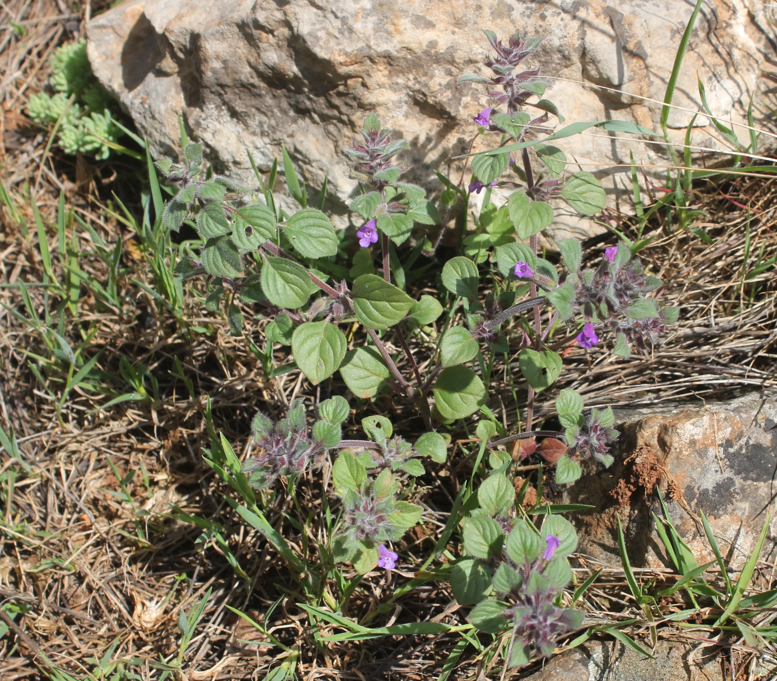 Clinopodium graveolens
